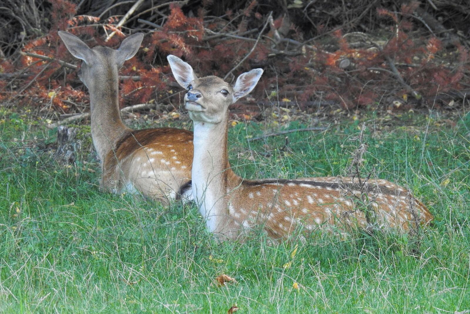 Nikon Coolpix P900 sample photo. Deer, fallow deer, animal photography