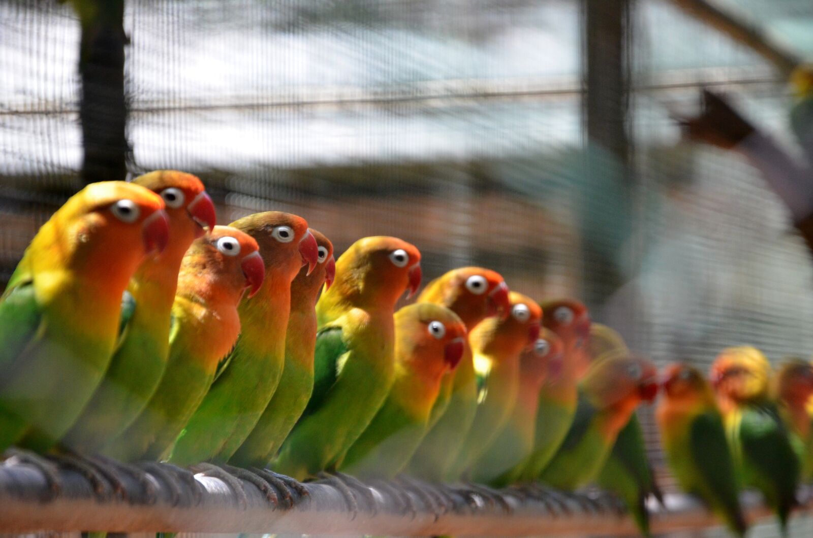 Nikon D7000 sample photo. Bird, natural, wildlife photography
