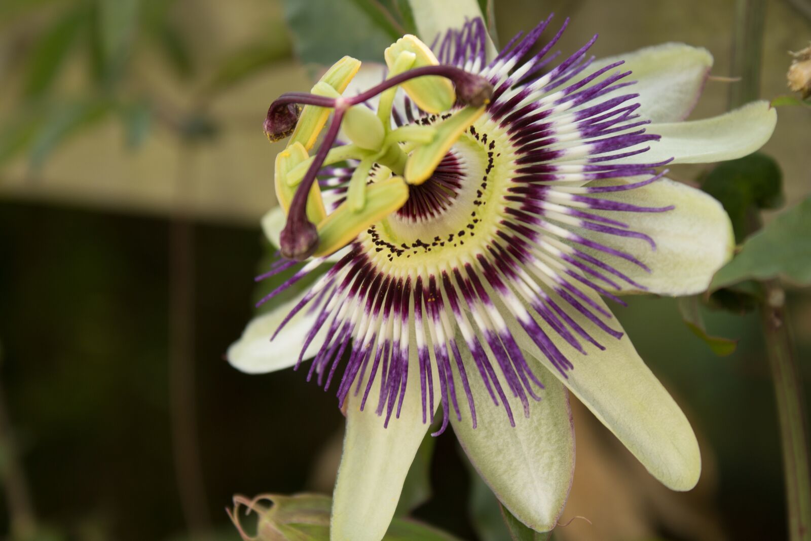 Canon EOS 1300D (EOS Rebel T6 / EOS Kiss X80) sample photo. Passionflower, stamens, petals photography