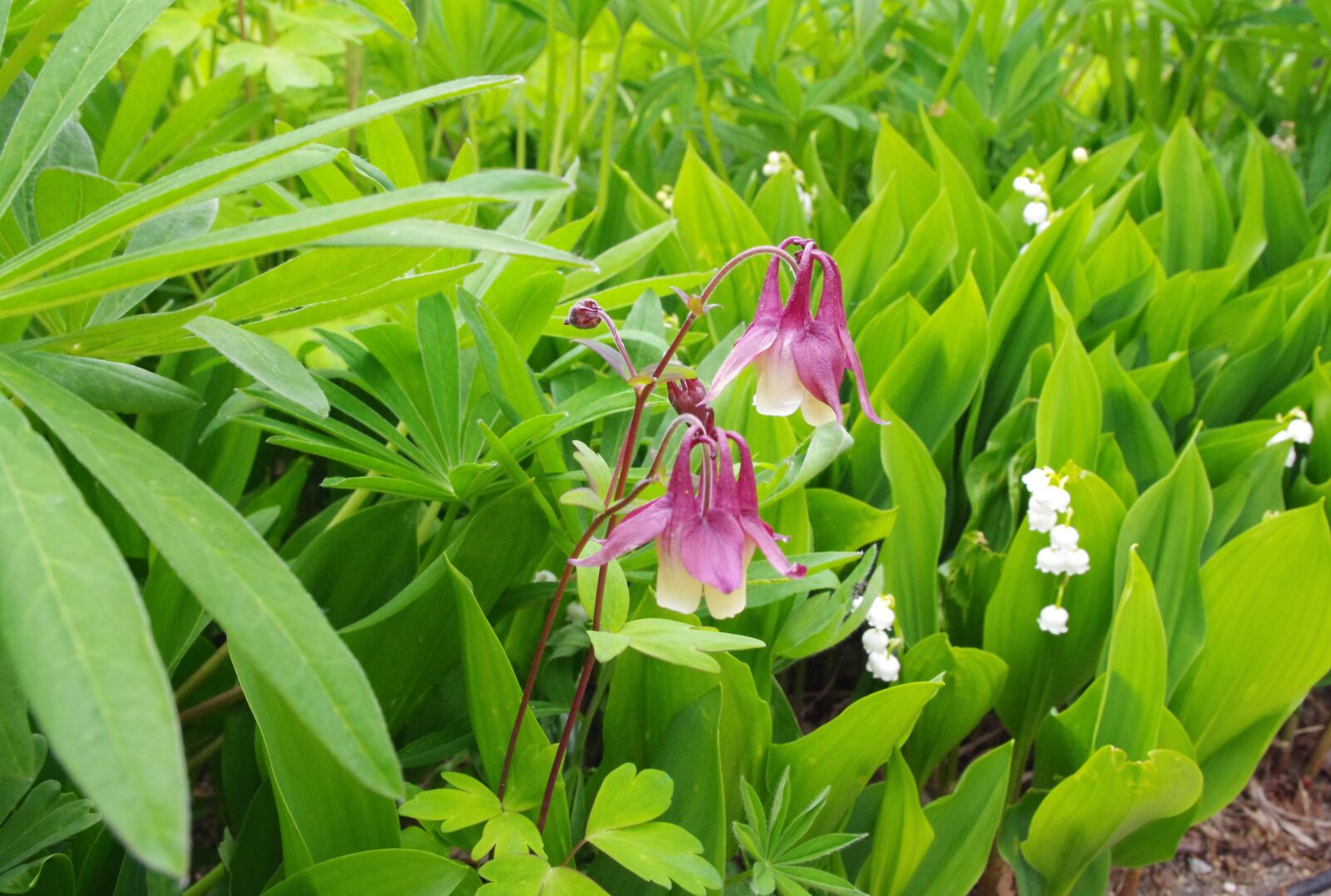 Pentax K-r sample photo. Columbine flower, red green photography