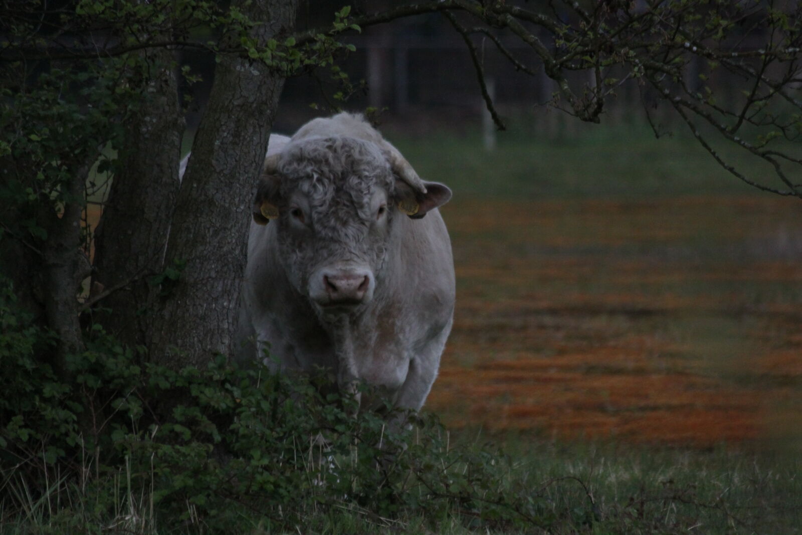 Canon EOS 50D + Canon EF 70-300mm F4-5.6 IS USM sample photo. Animal, cow, horns, nature photography