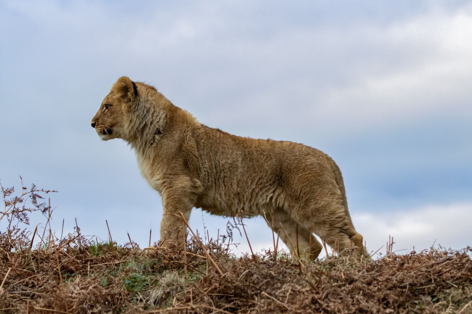 Canon EOS 7D Mark II sample photo. Lion cub, baby lion photography