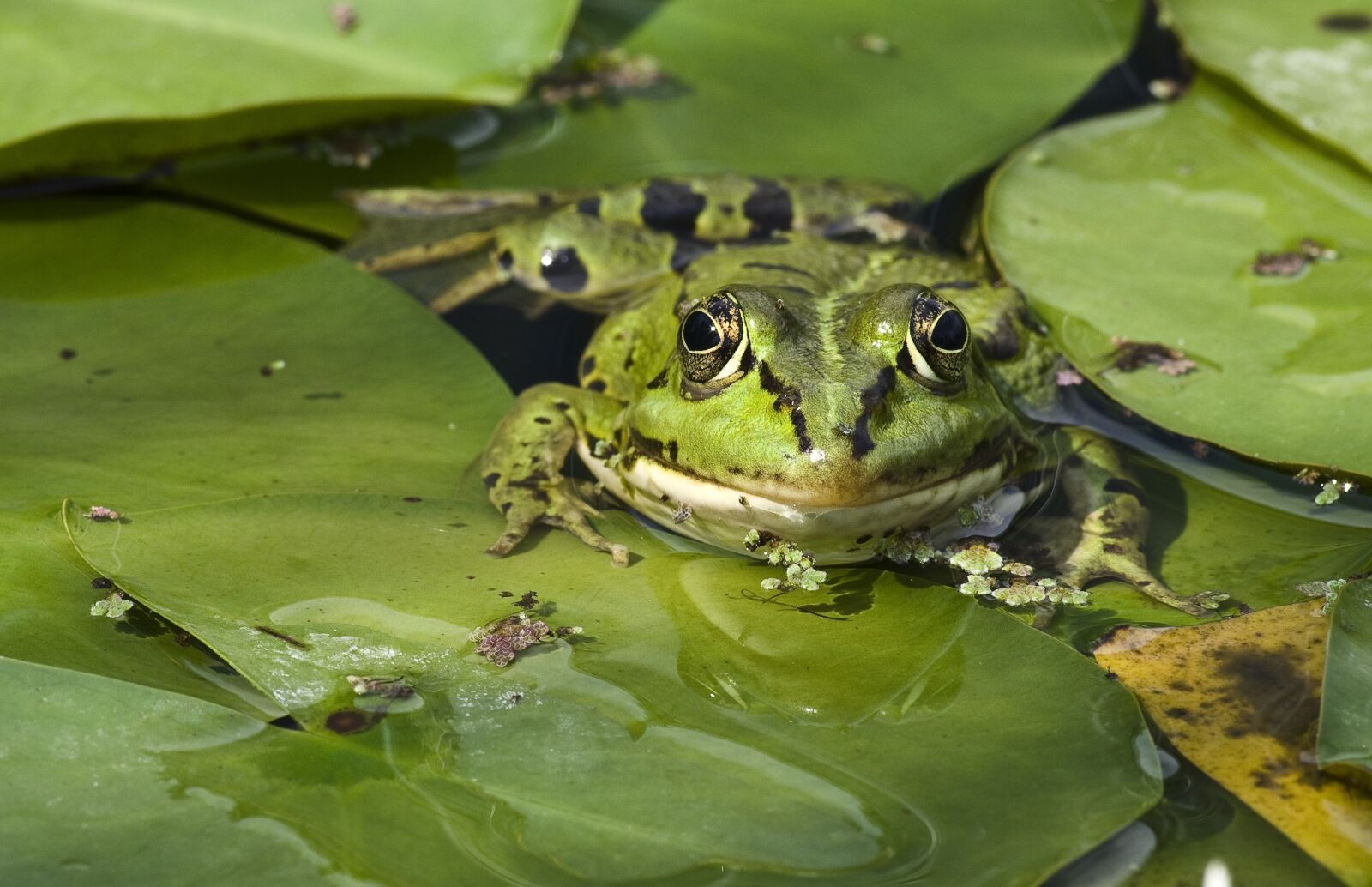 Pentax K-30 sample photo. Frog, pond, close up photography