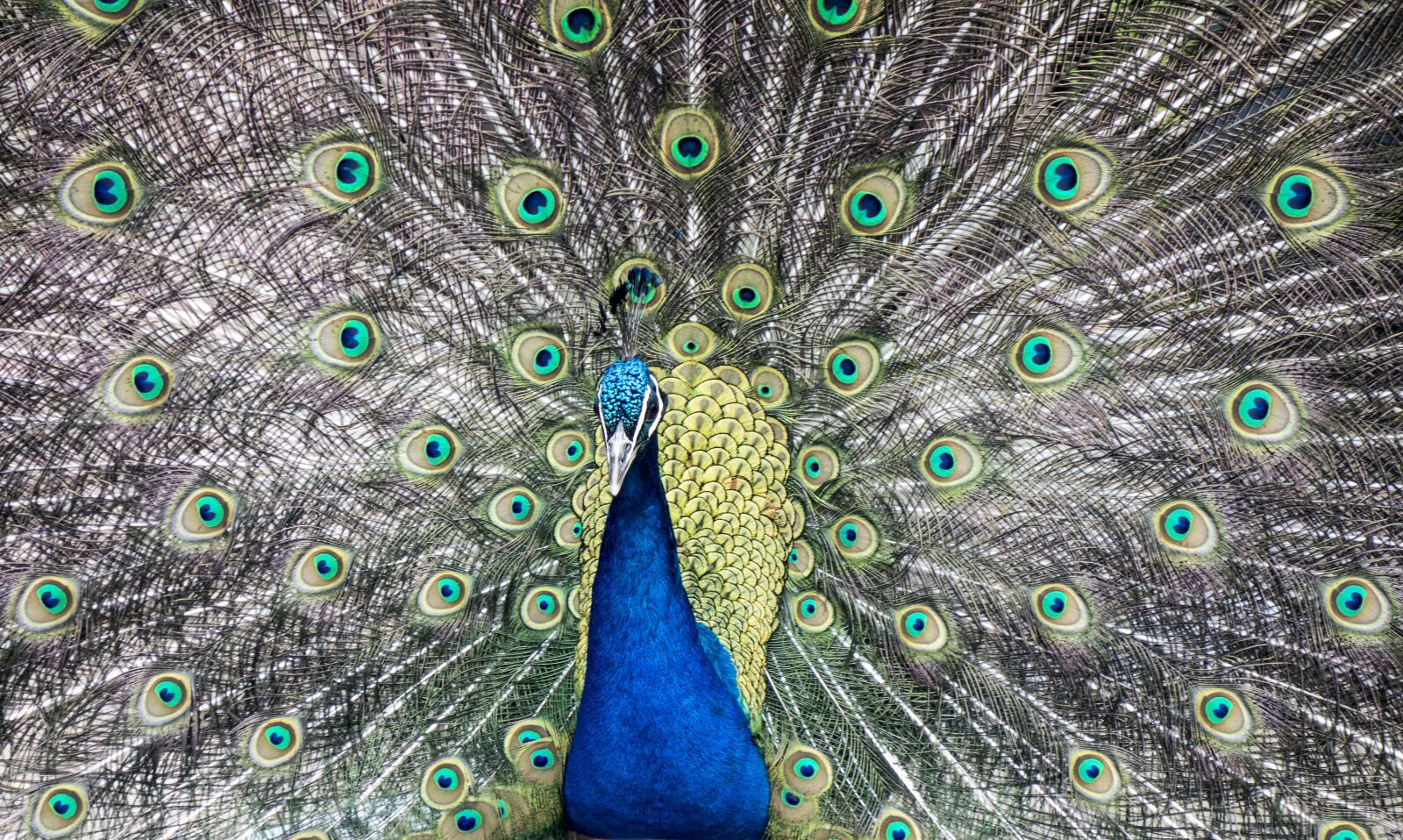 Sony Cyber-shot DSC-RX100 sample photo. Peacock, bird, feather photography