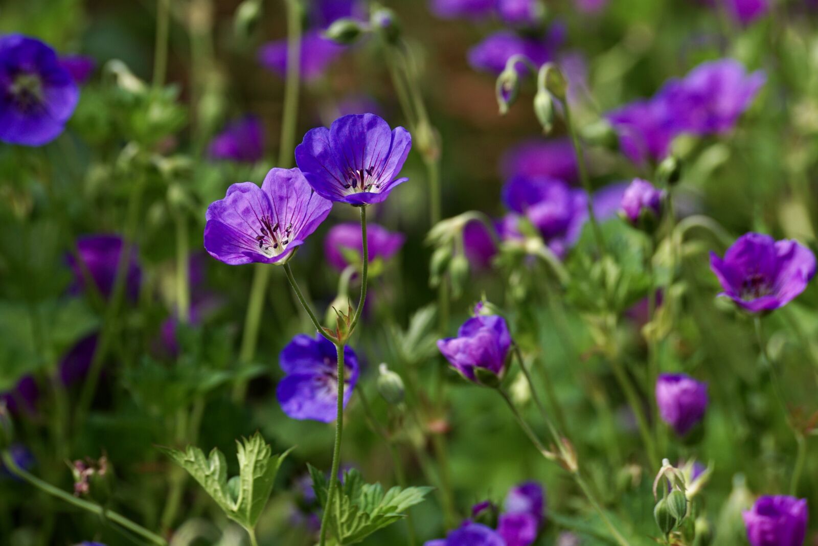 Sony DT 55-300mm F4.5-5.6 SAM sample photo. Cranesbill, blossom, bloom photography