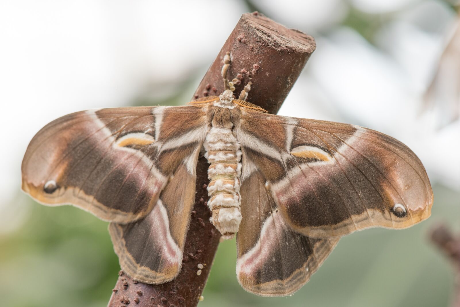 Nikon D750 sample photo. Butterfly, macro, pose photography