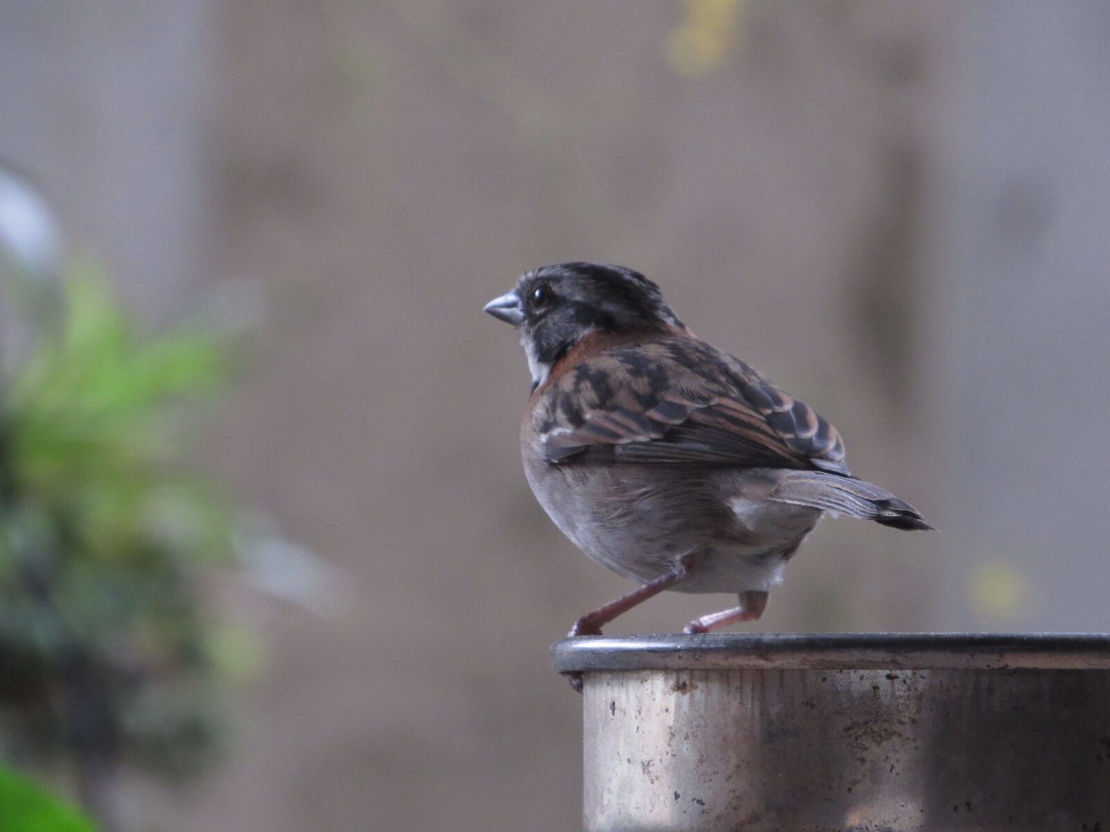 Canon PowerShot SX520 HS sample photo. Sparrow, gorrion, looking photography