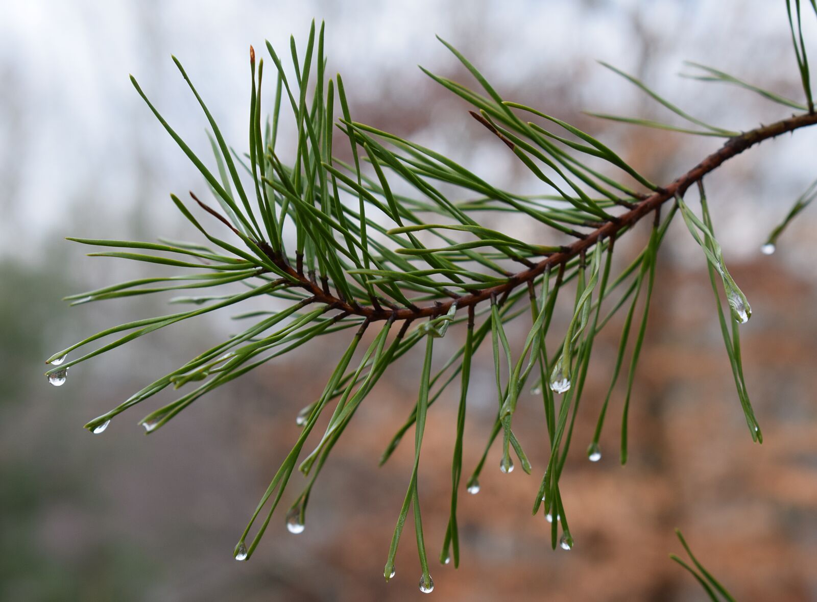 Nikon D3300 sample photo. Rain drops on pine photography