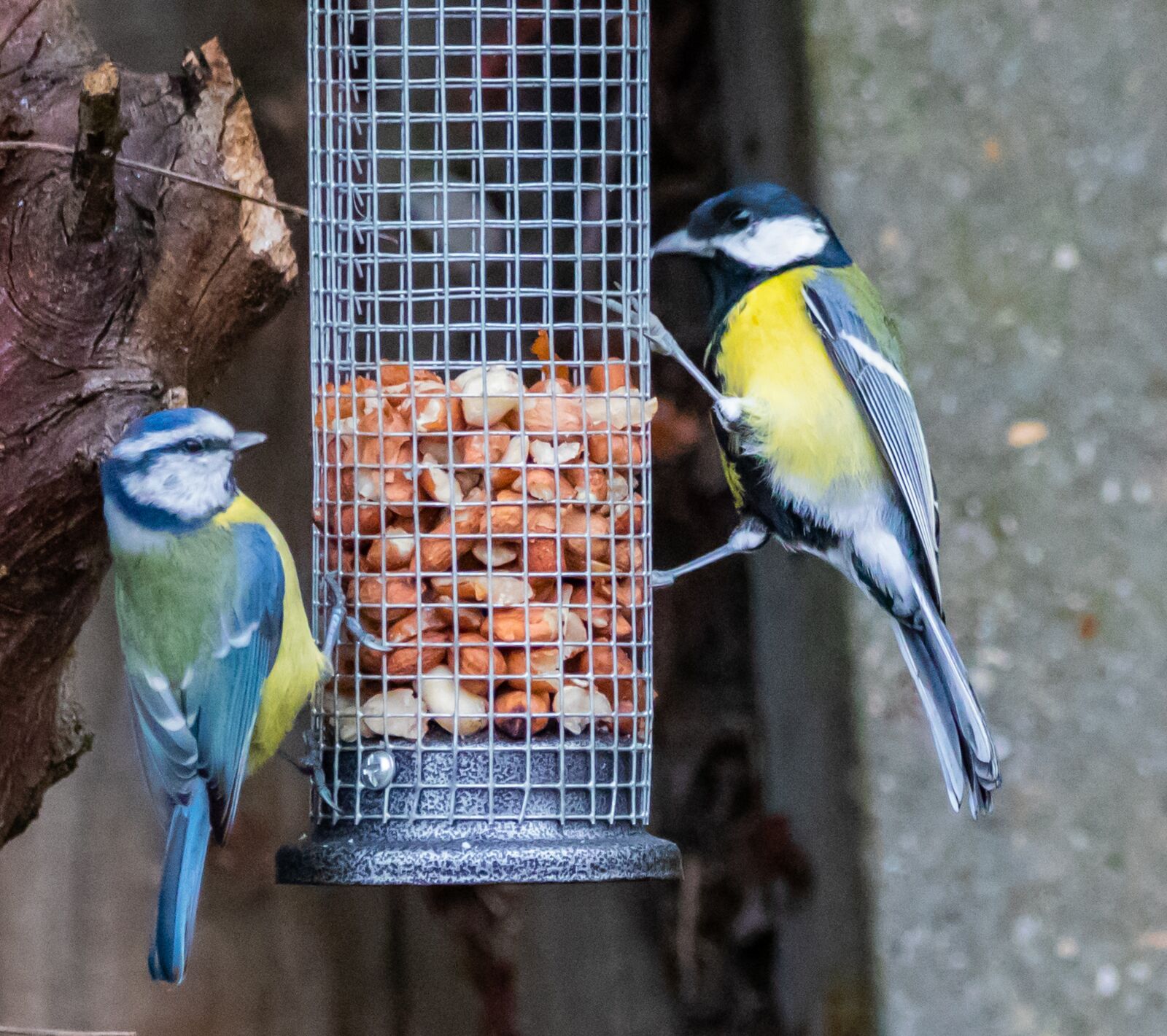Canon EOS 7D Mark II + 150-600mm F5-6.3 DG OS HSM | Contemporary 015 sample photo. Blue tit, great tit photography