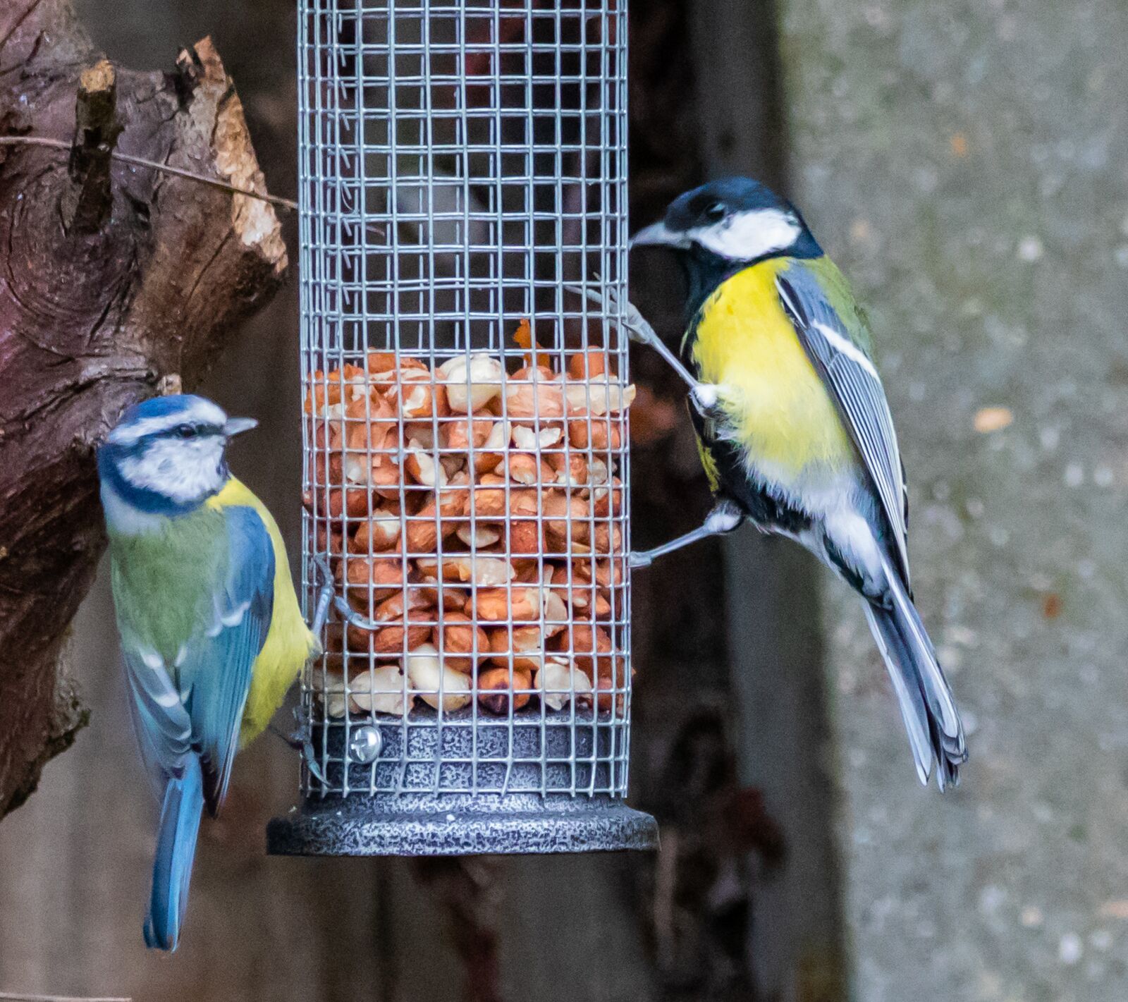 150-600mm F5-6.3 DG OS HSM | Contemporary 015 sample photo. Blue tit, great tit photography