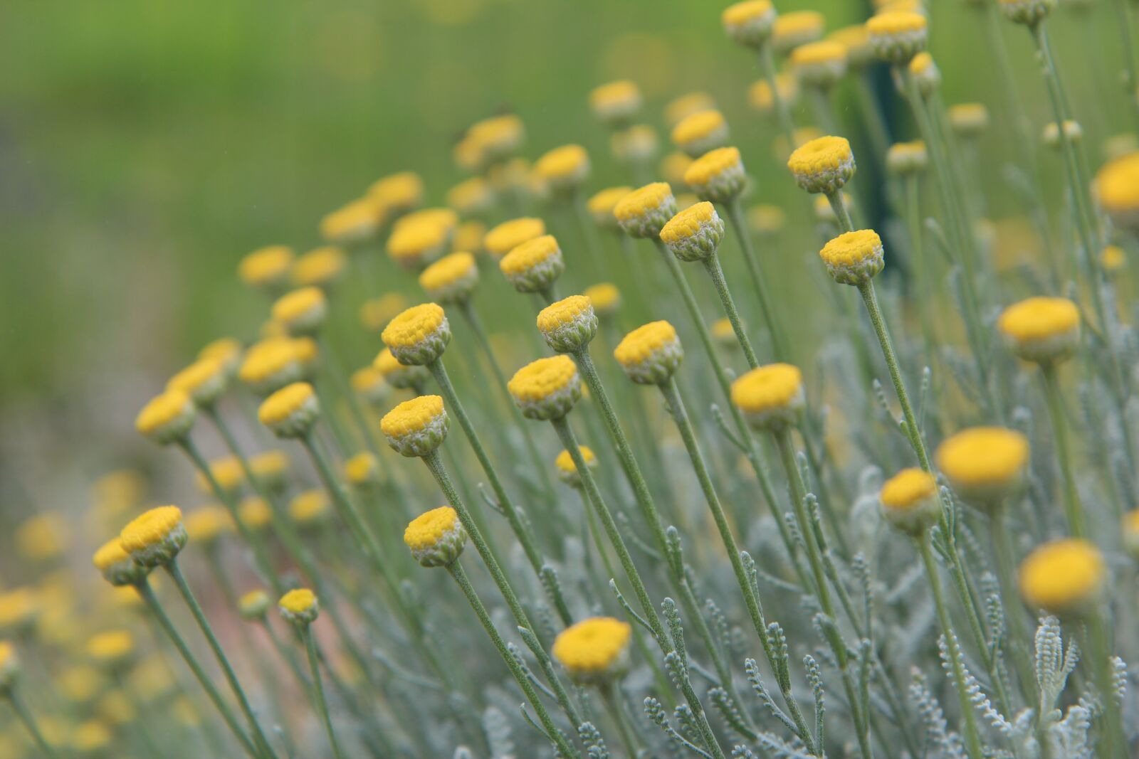 Canon EOS 600D (Rebel EOS T3i / EOS Kiss X5) sample photo. Santoline, flowers santoline, flowers photography