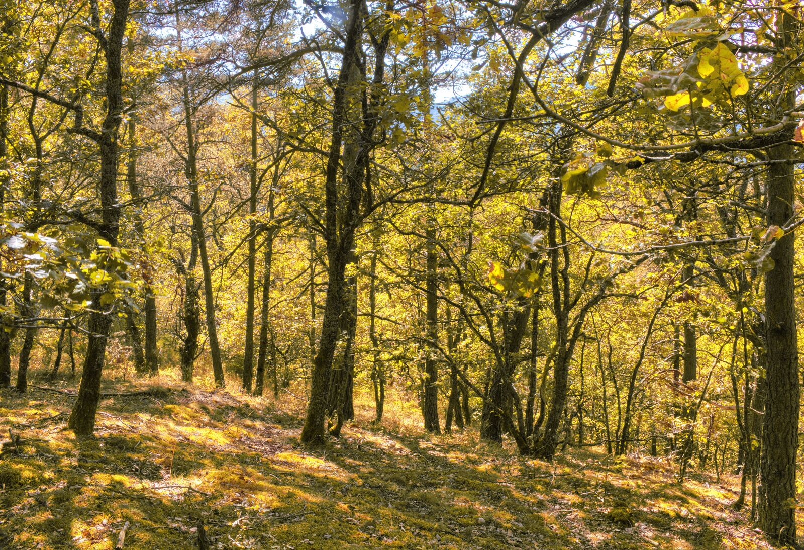 Canon EOS 70D sample photo. Forest, landscape, mountain photography
