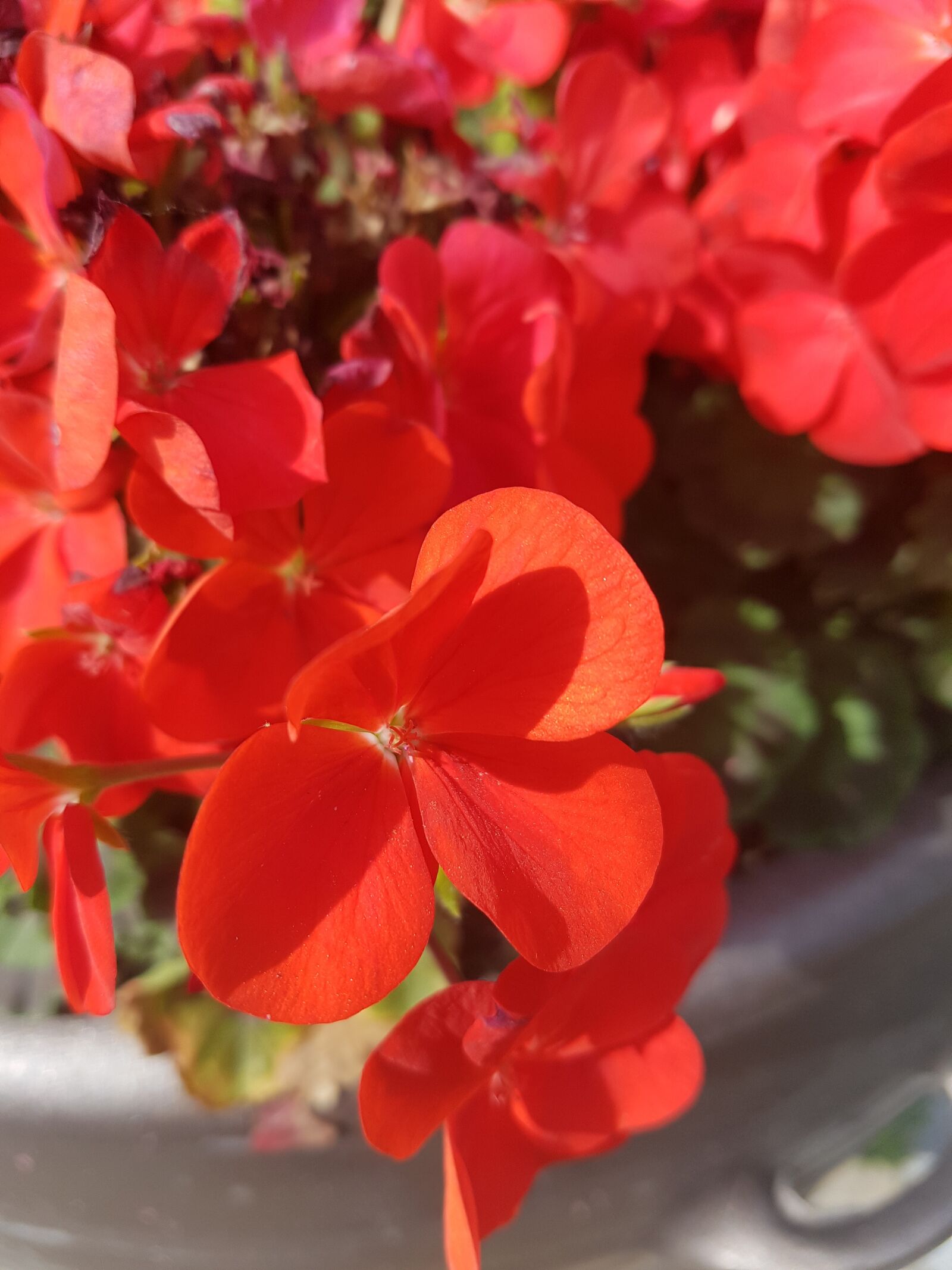 Samsung Galaxy S7 sample photo. A red flower, flower photography