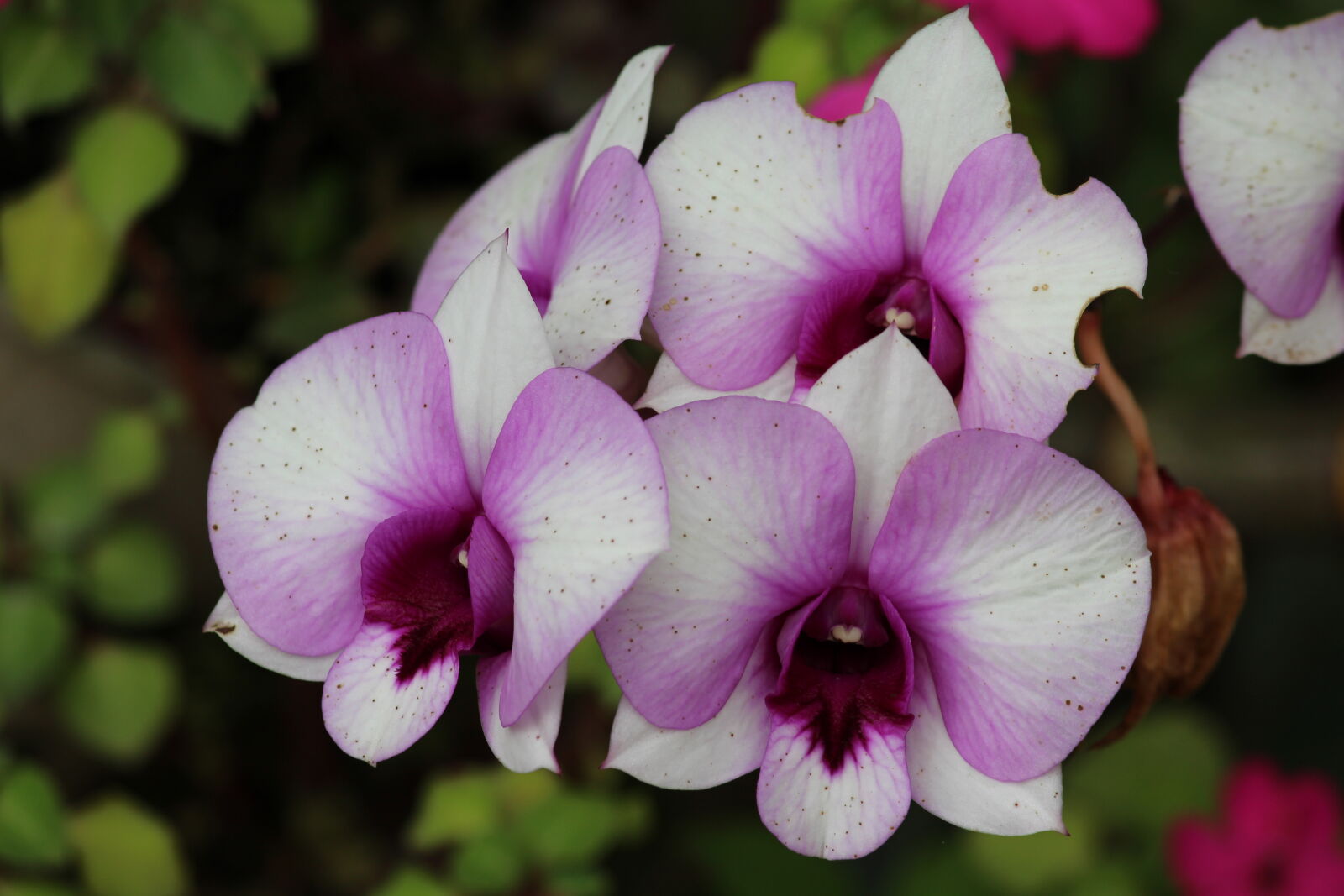 Canon EOS 700D (EOS Rebel T5i / EOS Kiss X7i) sample photo