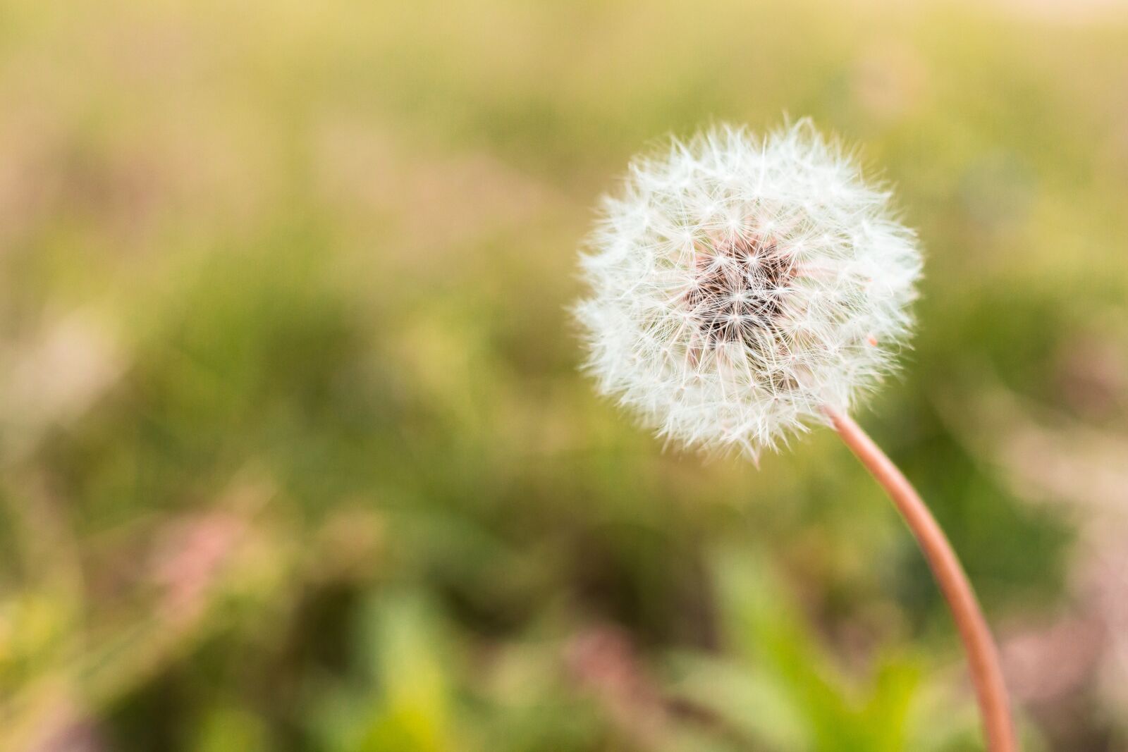Canon EOS 700D (EOS Rebel T5i / EOS Kiss X7i) sample photo. Flower, nature, blossom photography
