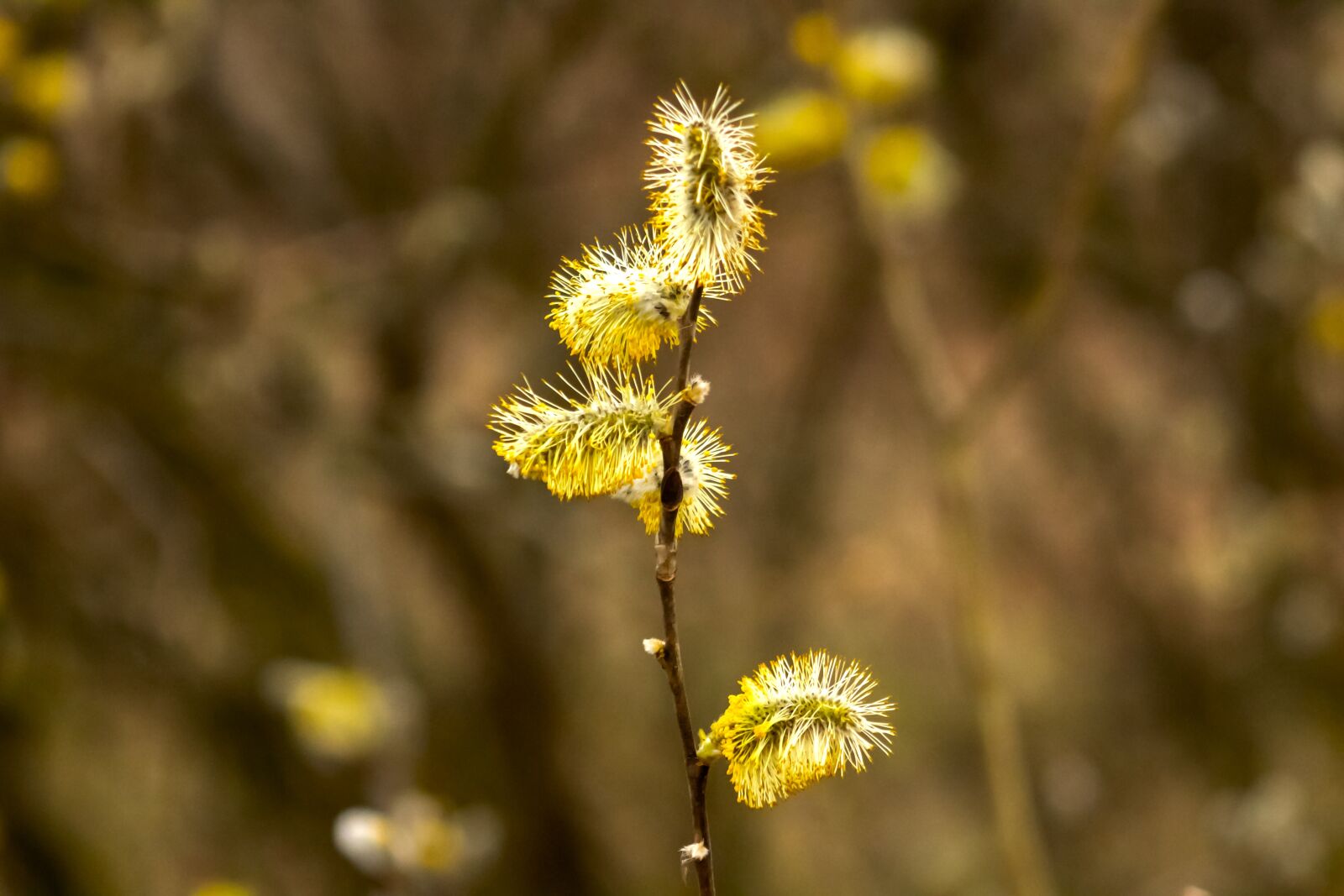 Canon EF75-300mm f/4-5.6 sample photo. Barka, willow flower, open photography