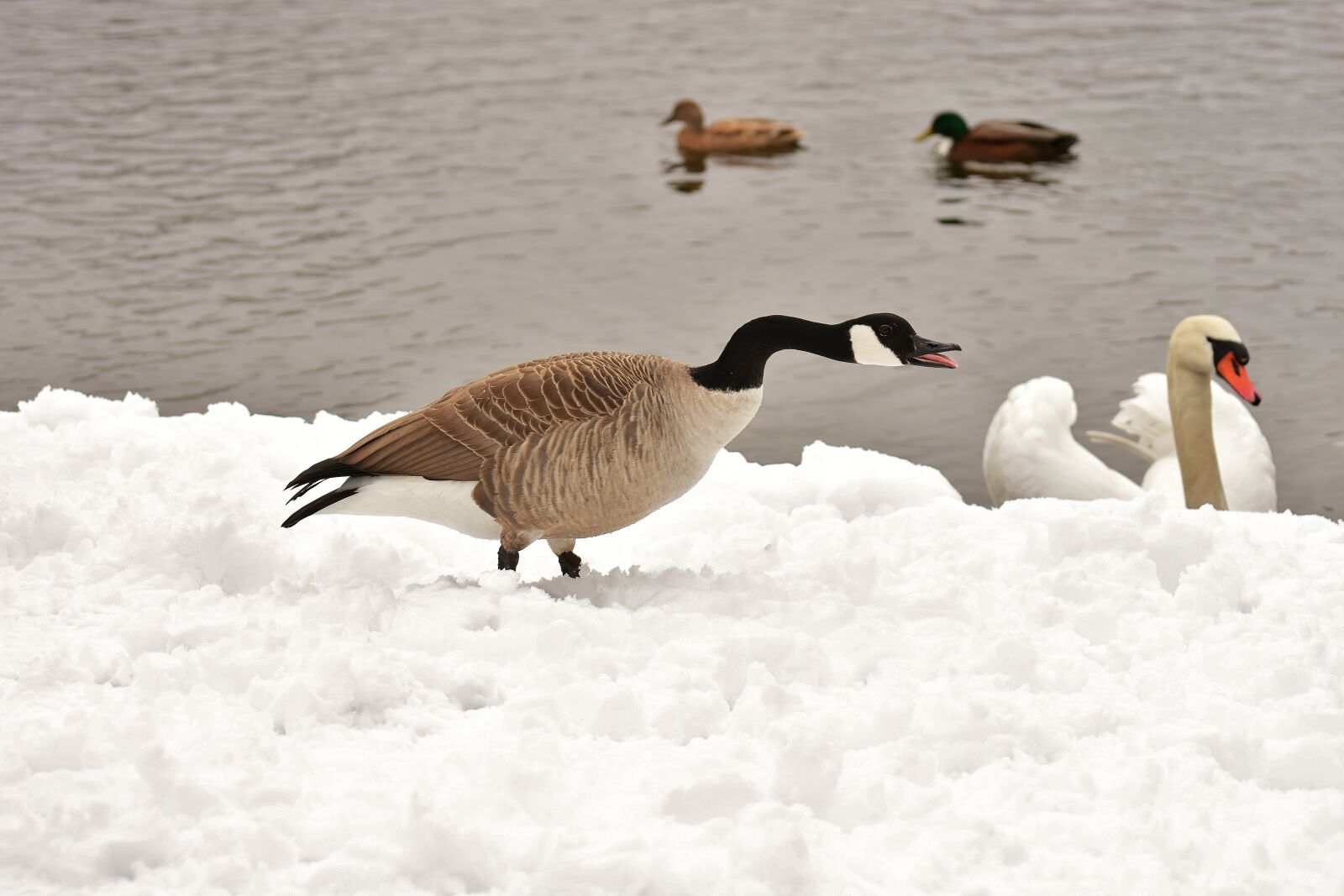 Nikon D7200 sample photo. Goose, swan, ducks photography