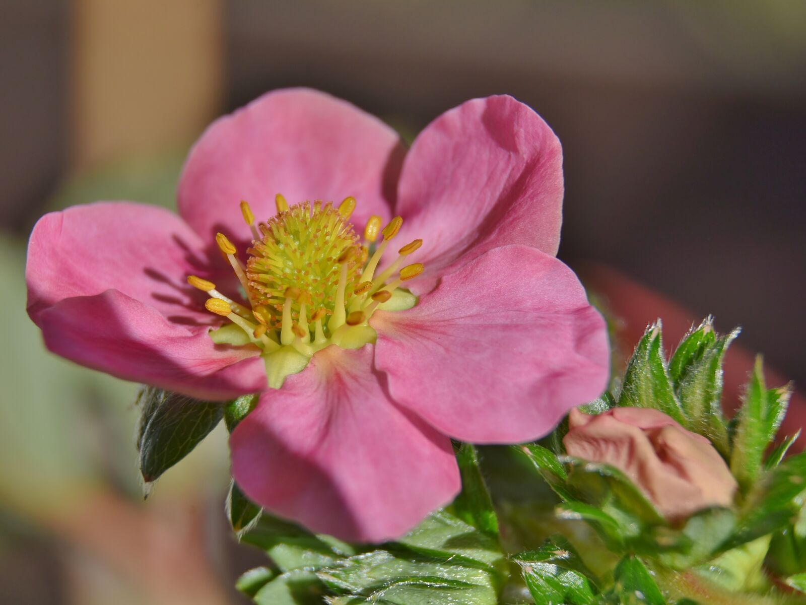 Nikon D7200 sample photo. Strawberry flower, strawberries, ground photography