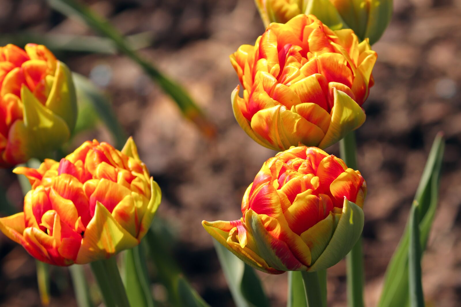 Canon EOS 200D (EOS Rebel SL2 / EOS Kiss X9) sample photo. Tulips, bud, tulips knopspen photography