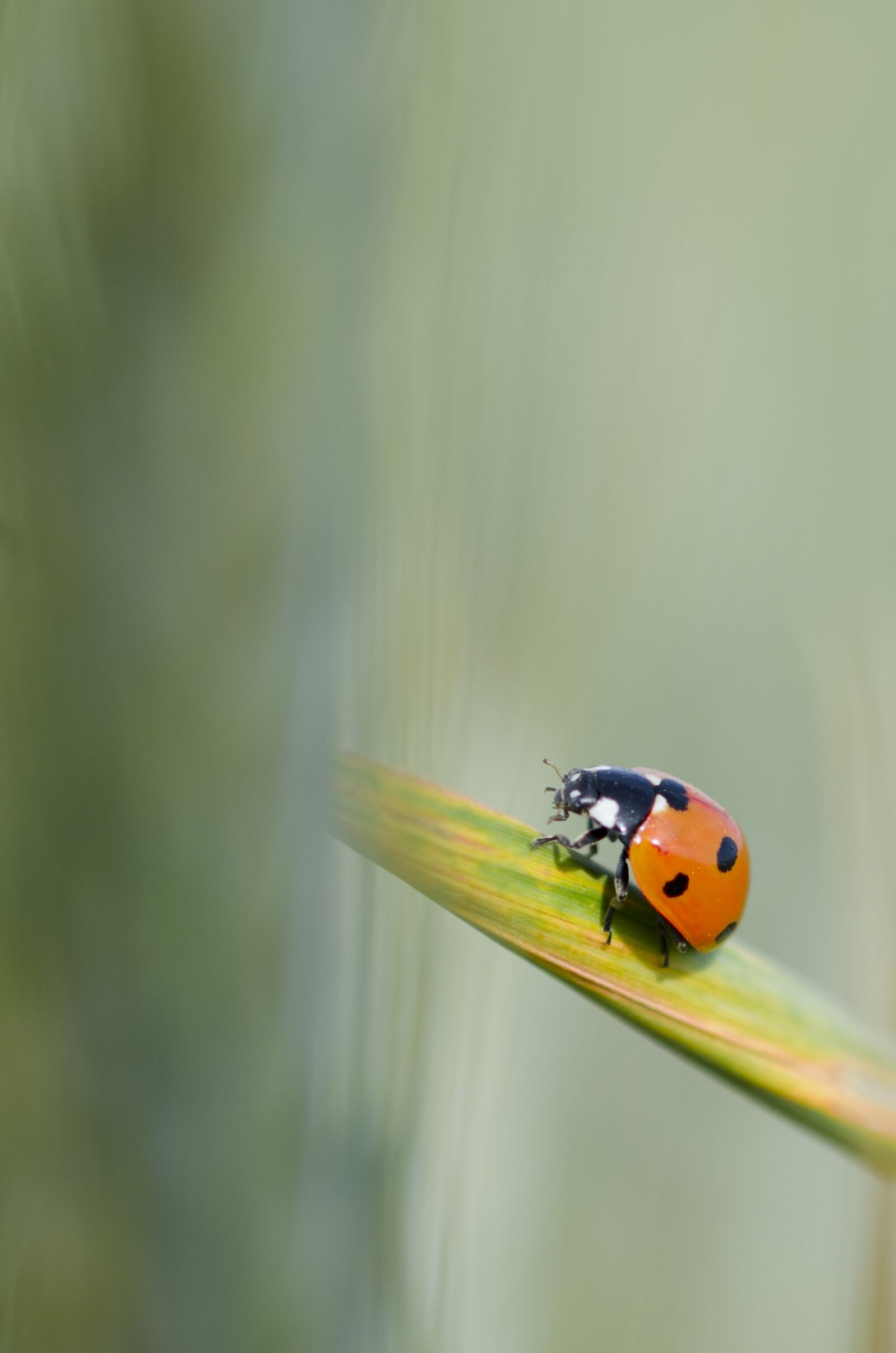 Nikon D7000 sample photo. Maize, ladybug, green photography