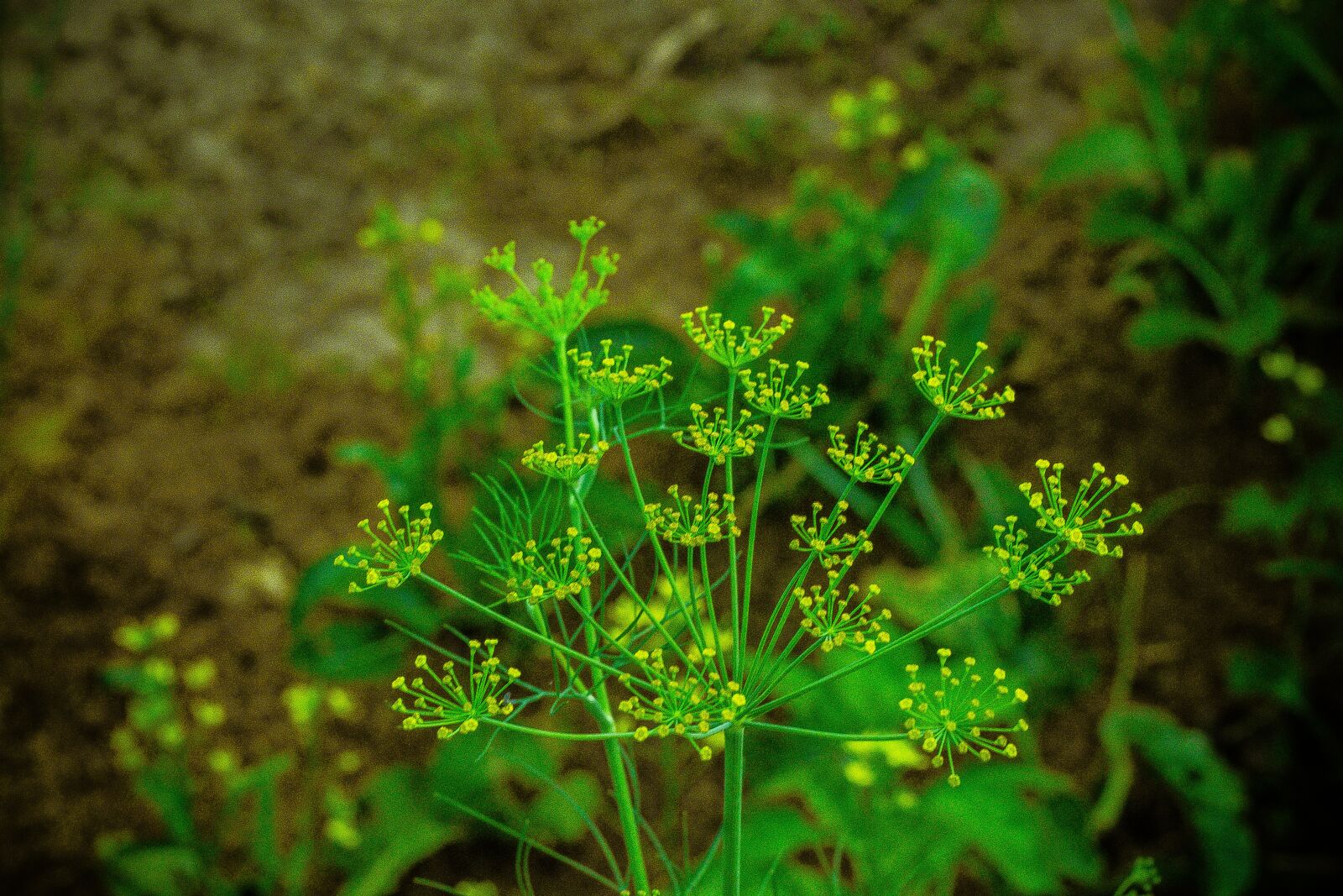 Canon EOS 700D (EOS Rebel T5i / EOS Kiss X7i) + Canon EF 50mm F1.8 STM sample photo. Vegetable, food, flower photography
