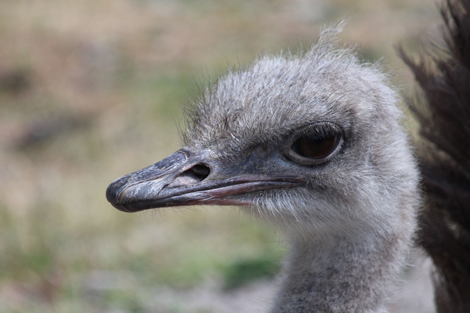 Canon EOS 650D (EOS Rebel T4i / EOS Kiss X6i) sample photo. Ostrich head, african ostrich photography