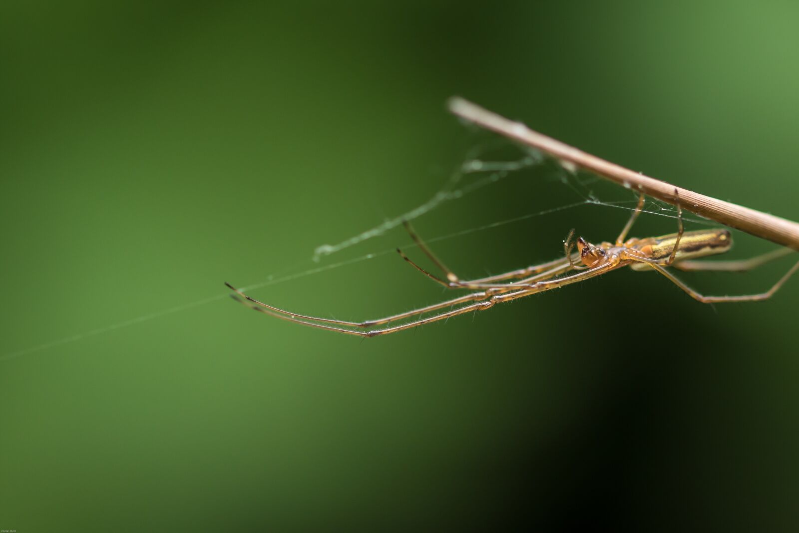 Canon EOS 7D Mark II sample photo. Spider, monster, insect photography