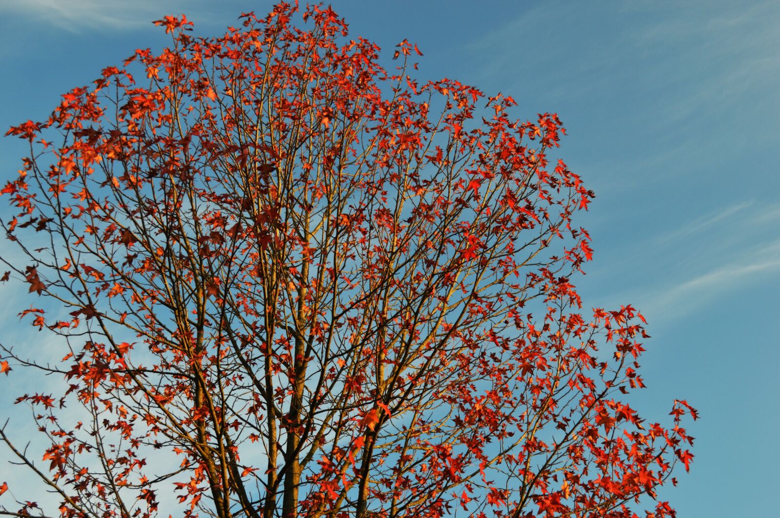Nikon D3200 sample photo. Low, angle, view, of photography