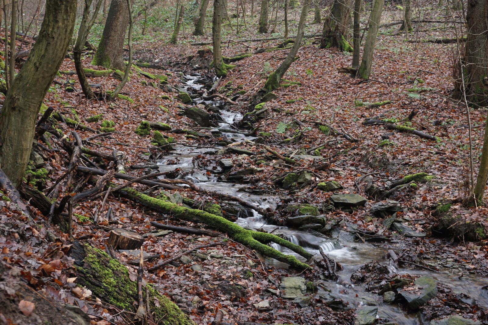 Sony a6000 sample photo. Creek, forest, nature photography