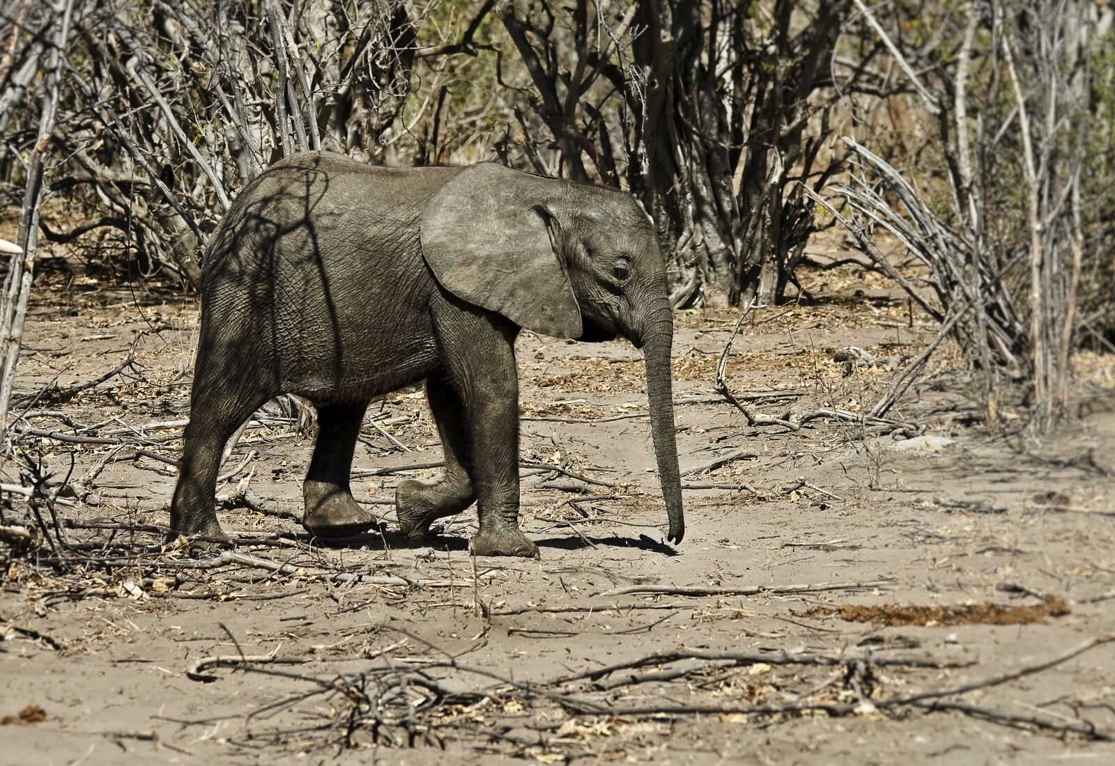 Nikon D300S sample photo. Elephant, animal, africa photography