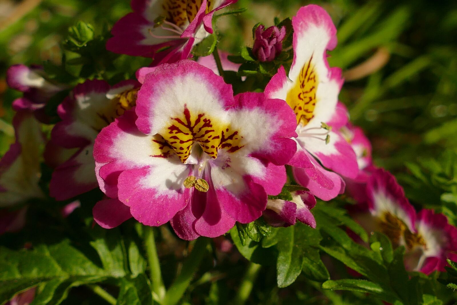 Panasonic Lumix DMC-FZ1000 sample photo. Bauernorchidee, schizanthus, gap-flower photography