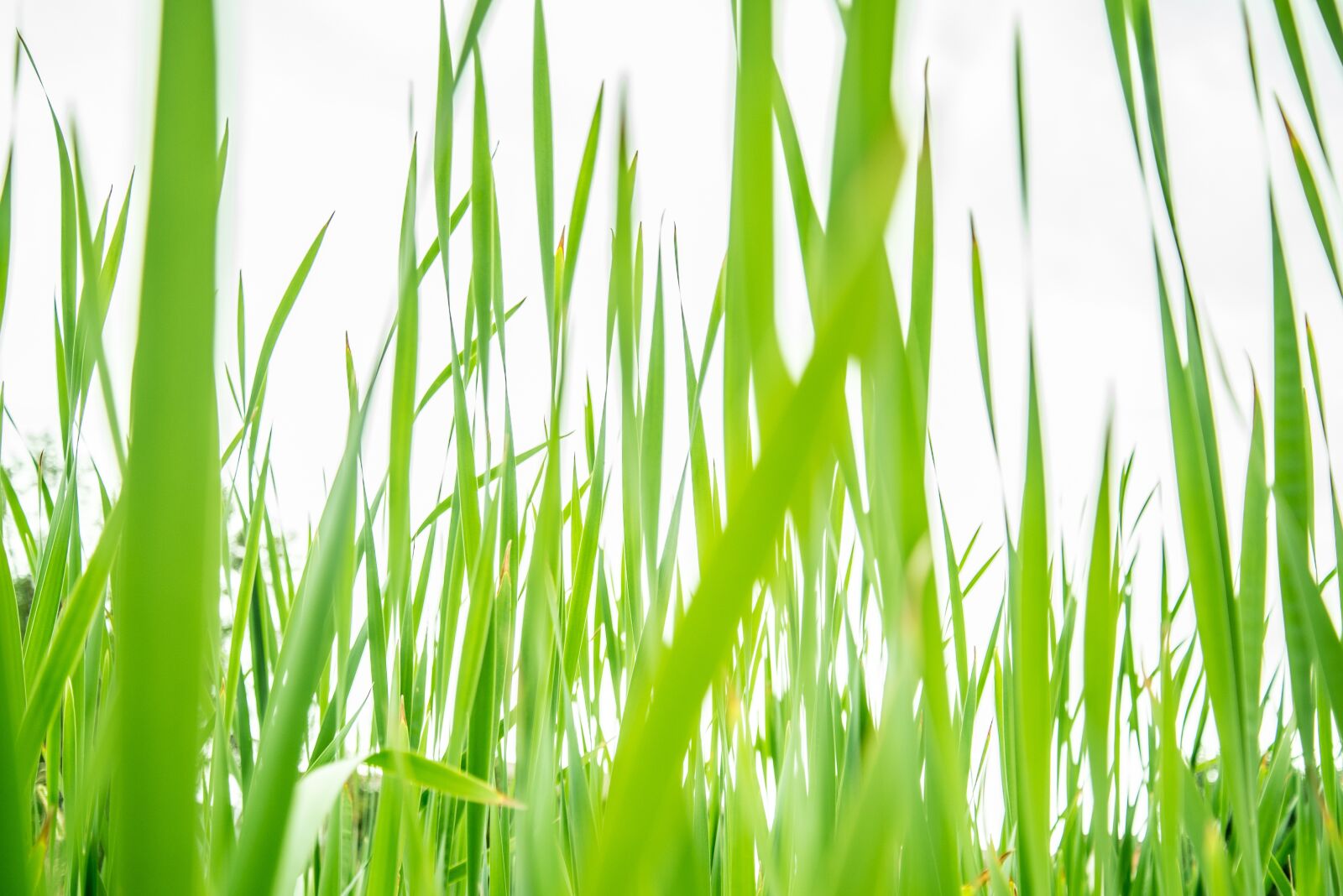 Nikon D600 sample photo. Grass, sun, nature photography