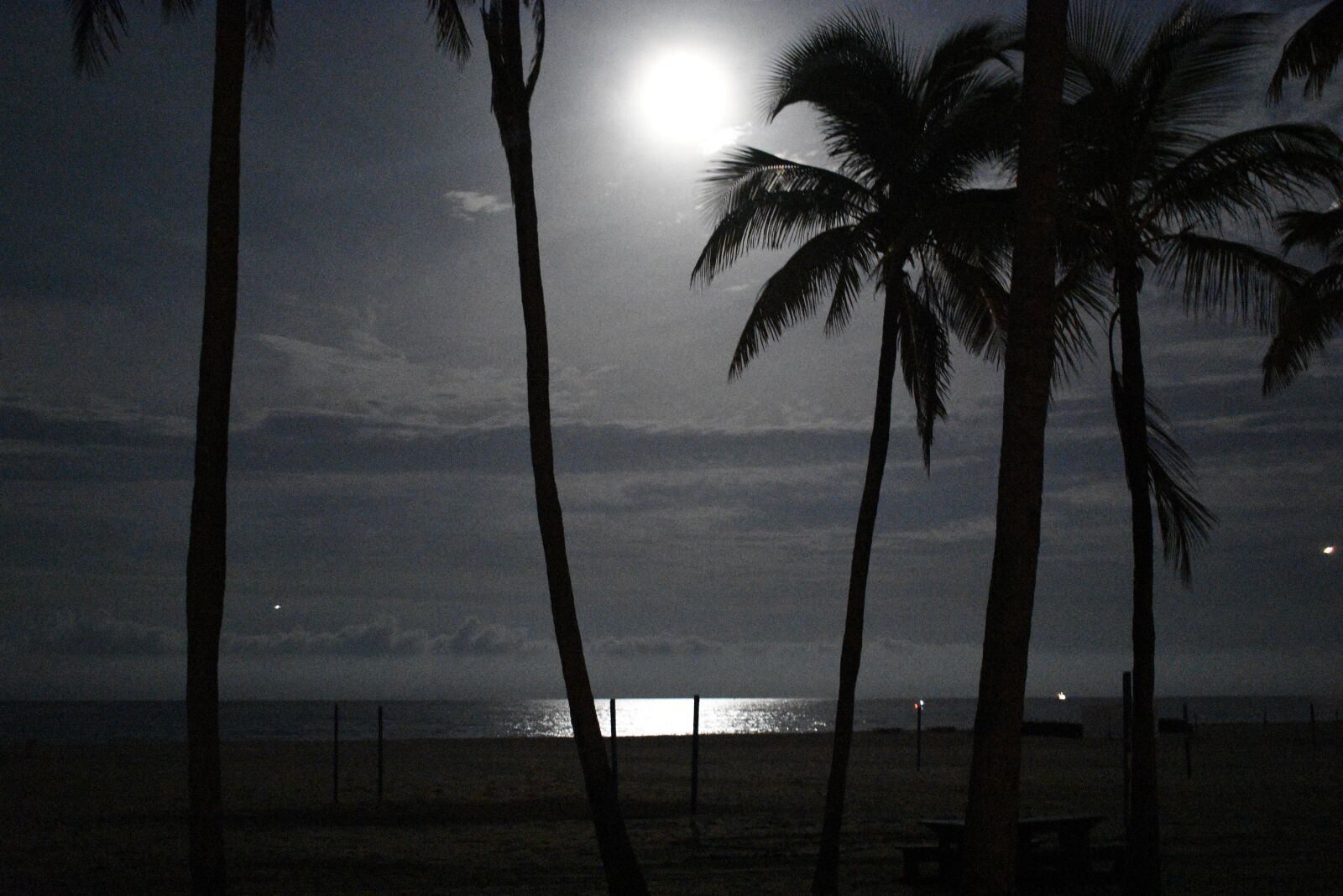 Nikon D3400 sample photo. Beach, palm-tree, sea photography