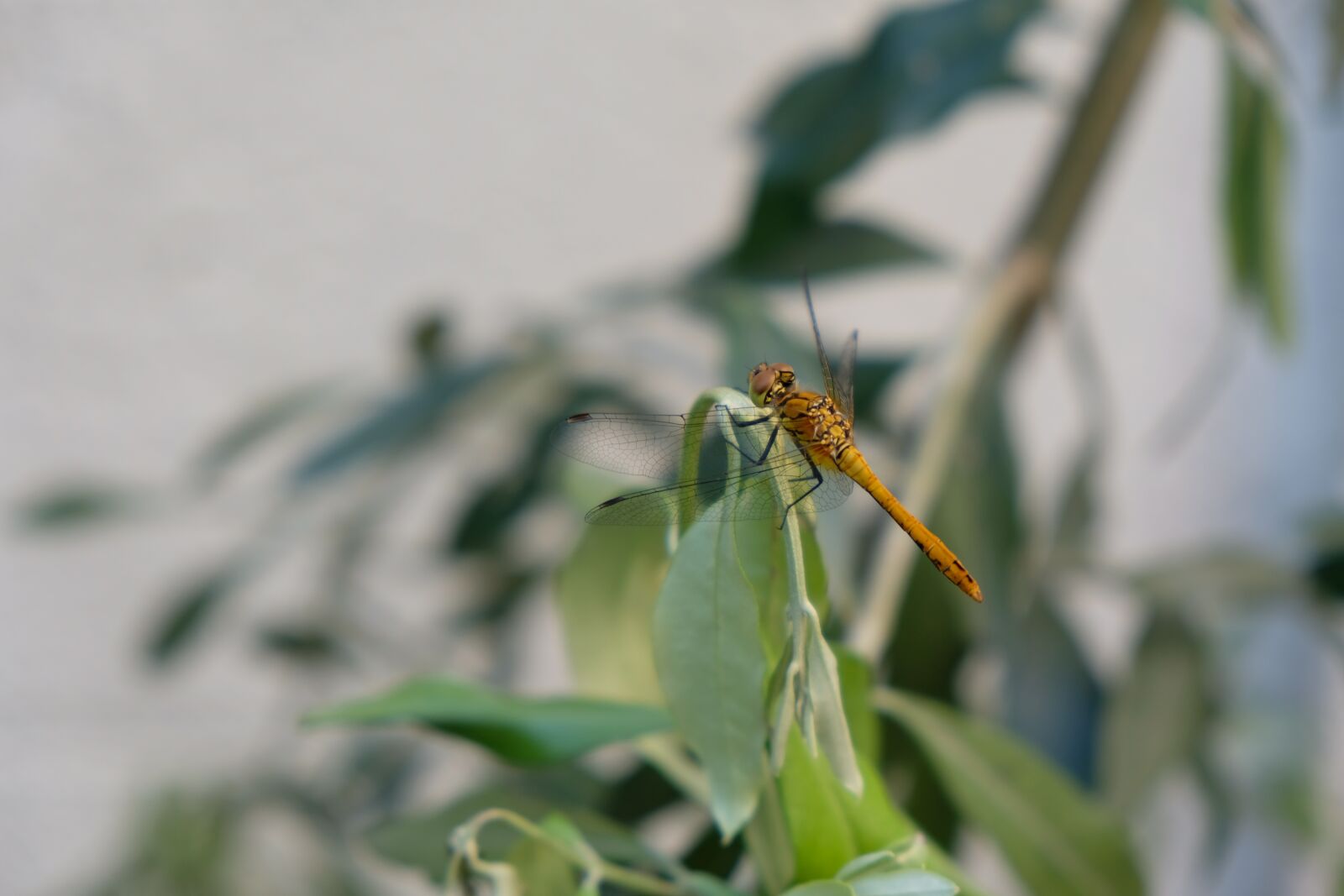 Fujifilm XF 18-55mm F2.8-4 R LM OIS sample photo. Dragonfly, bug, nature photography