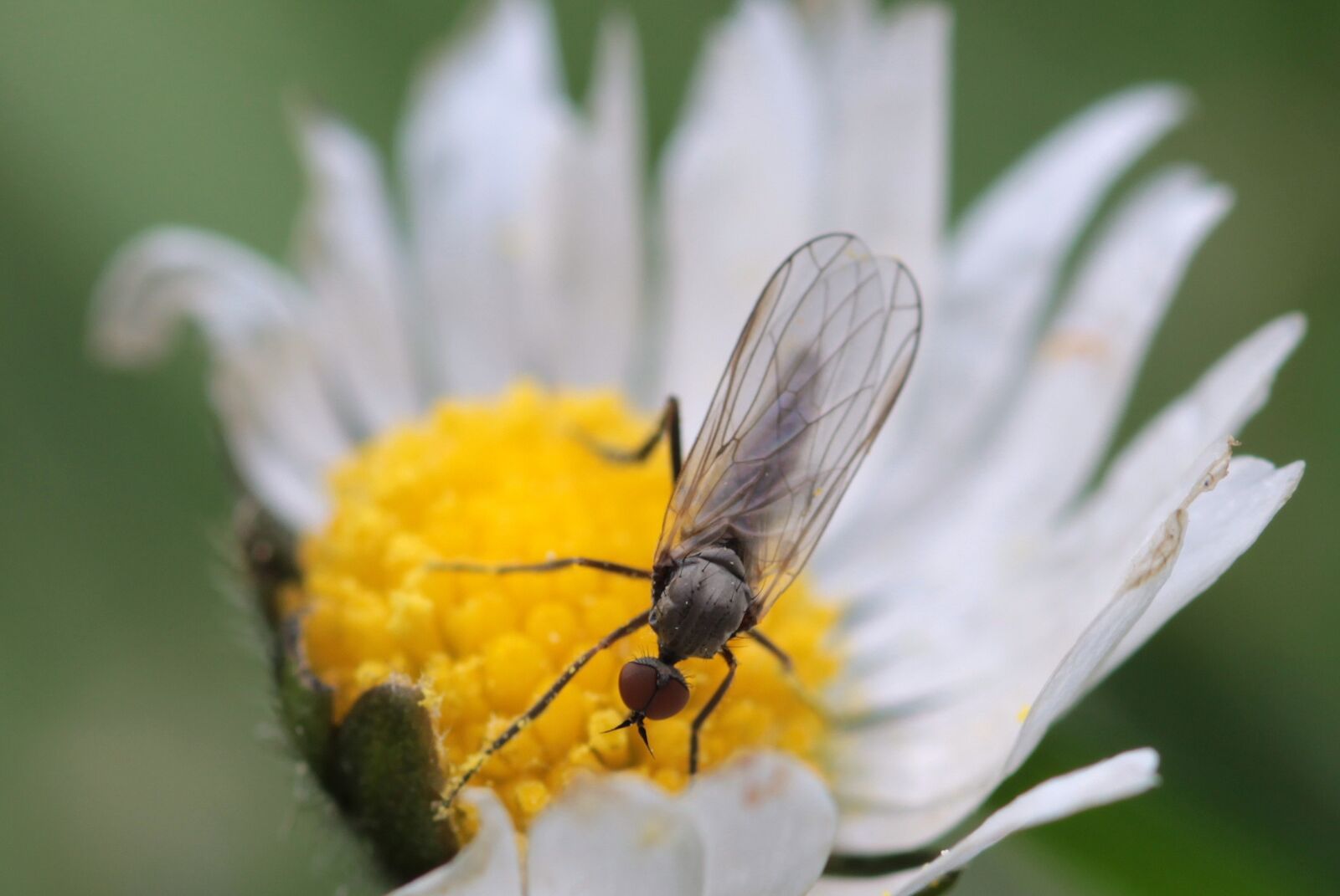 Canon EOS 650D (EOS Rebel T4i / EOS Kiss X6i) sample photo. Fly, empis ciliata, black photography