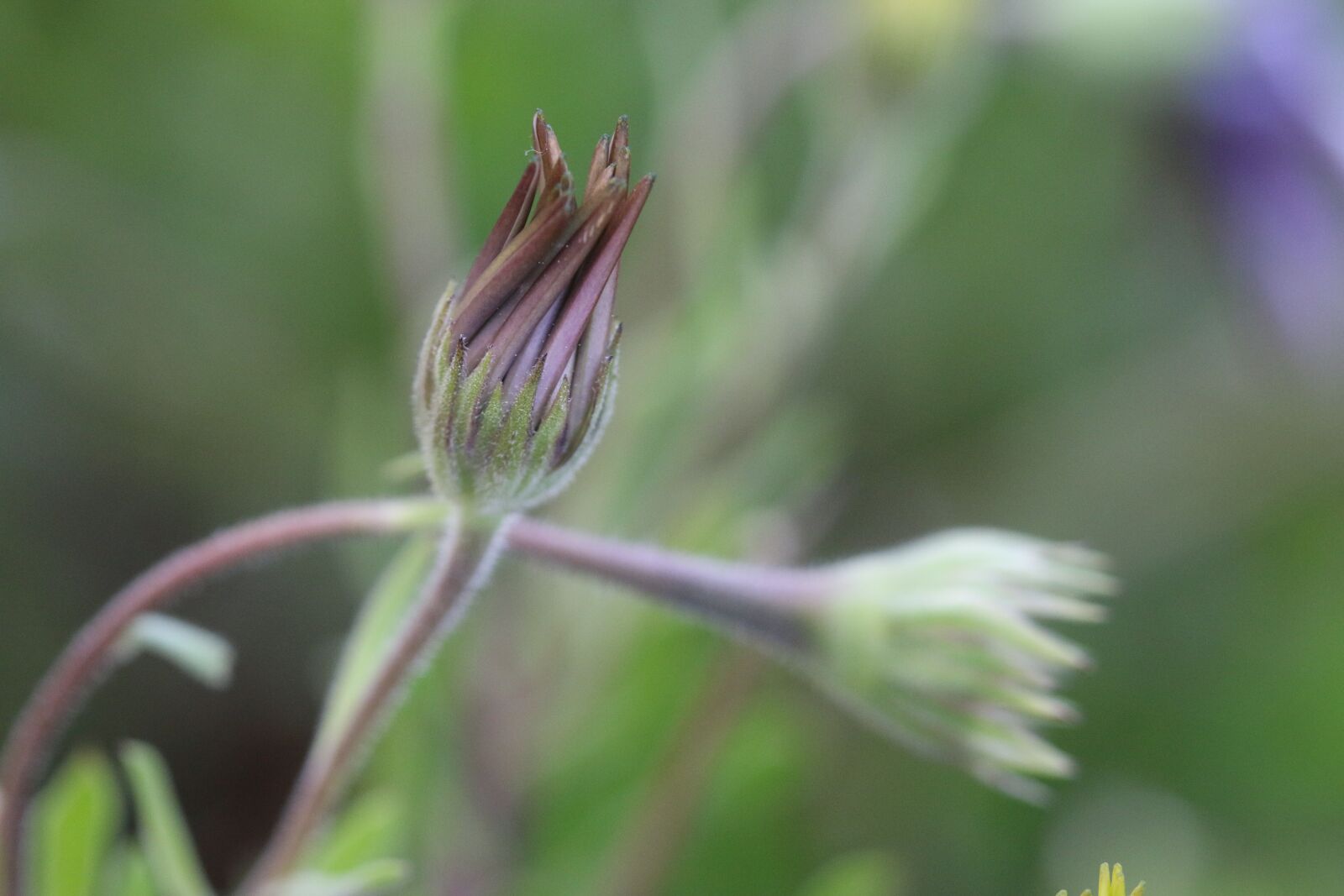 Canon EOS 70D + Canon EF 100mm F2.8 Macro USM sample photo. Pink, flower, plant photography
