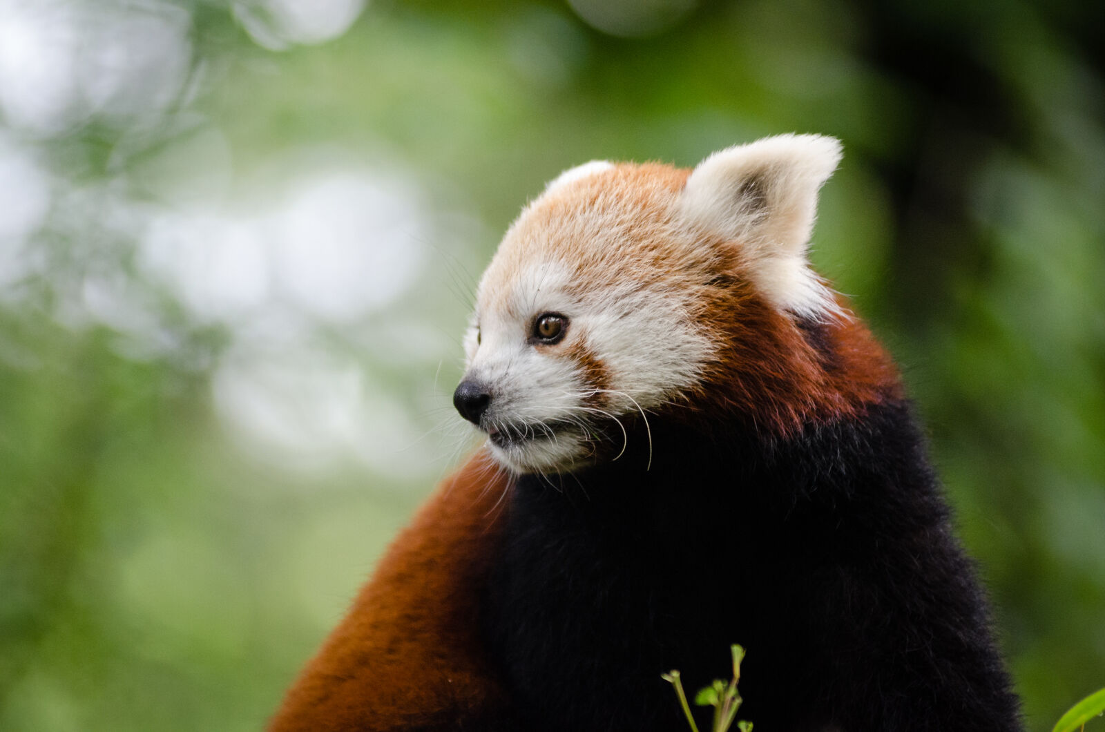 AF Zoom-Nikkor 80-200mm f/2.8 ED sample photo
