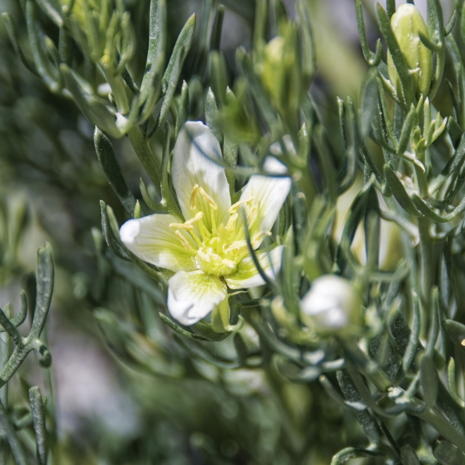 Nikon D500 sample photo. Flower, blossom, bloom photography