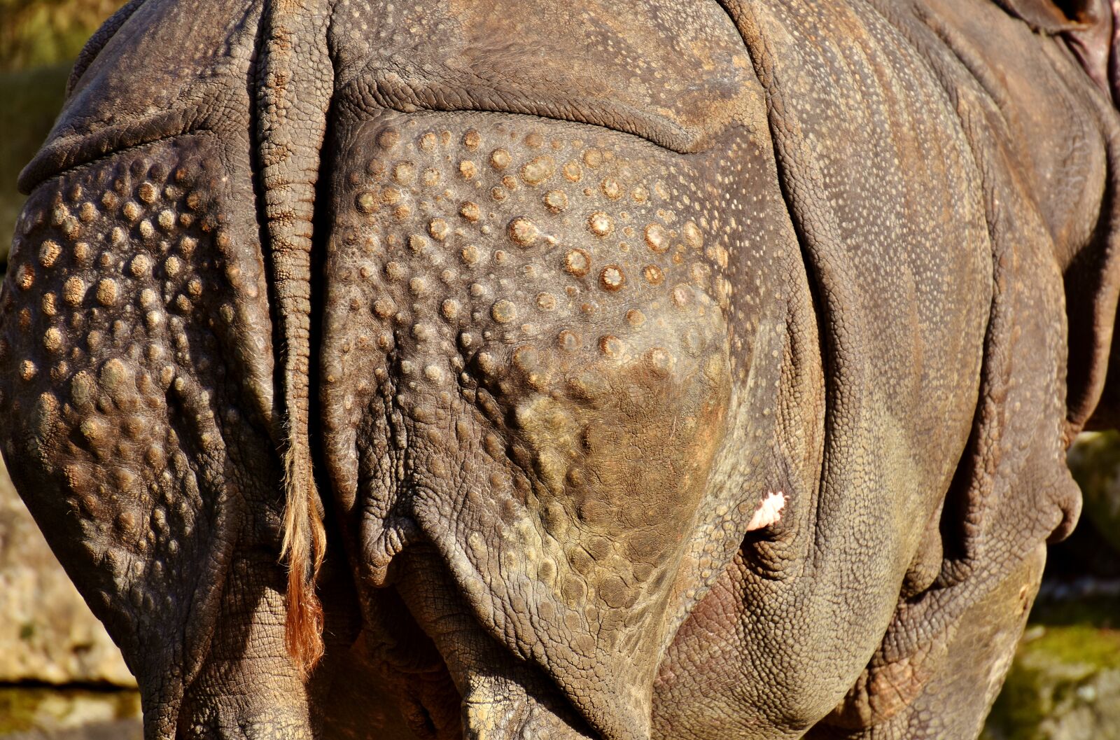 Nikon D7200 sample photo. Rhino, rump, animal photography