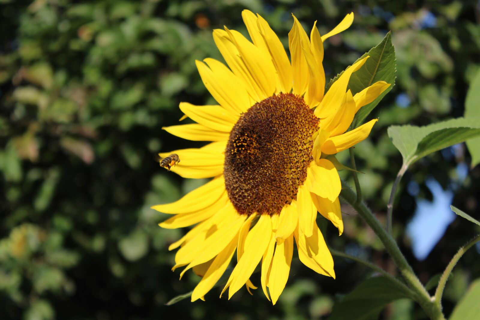 Canon EOS 600D (Rebel EOS T3i / EOS Kiss X5) sample photo. Sunflower, blossom, bloom photography