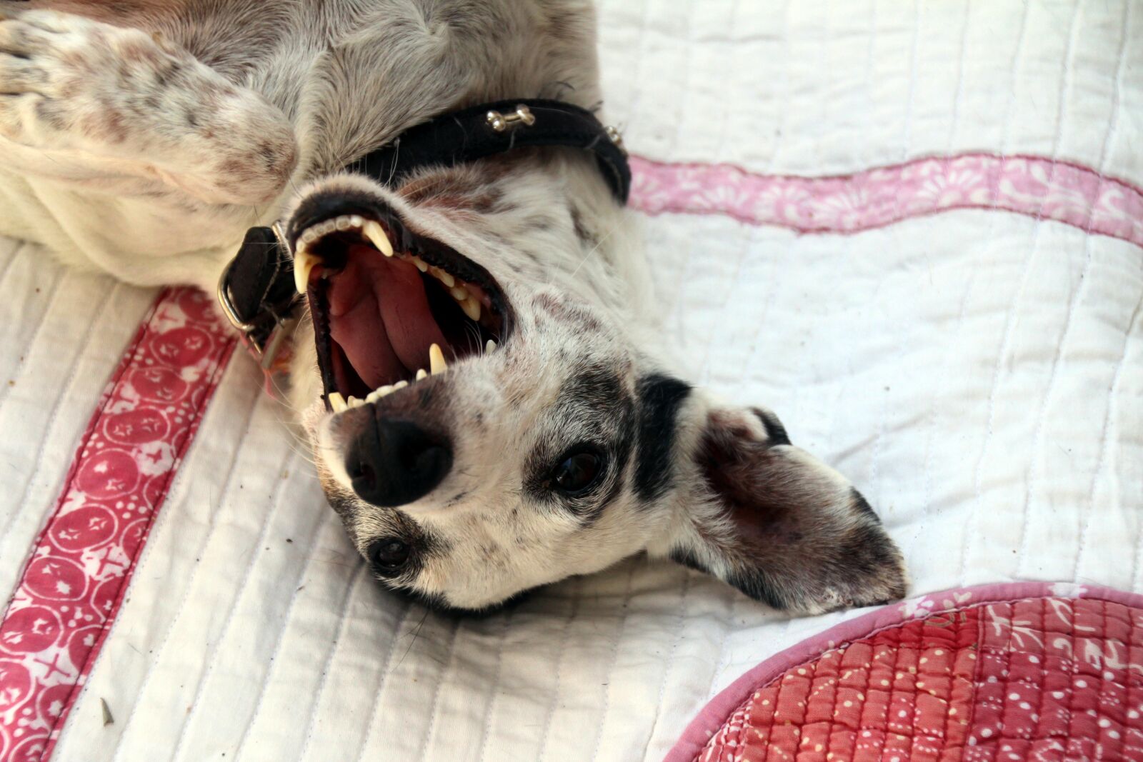 Canon EOS 700D (EOS Rebel T5i / EOS Kiss X7i) sample photo. Dog cute, colorful dog photography