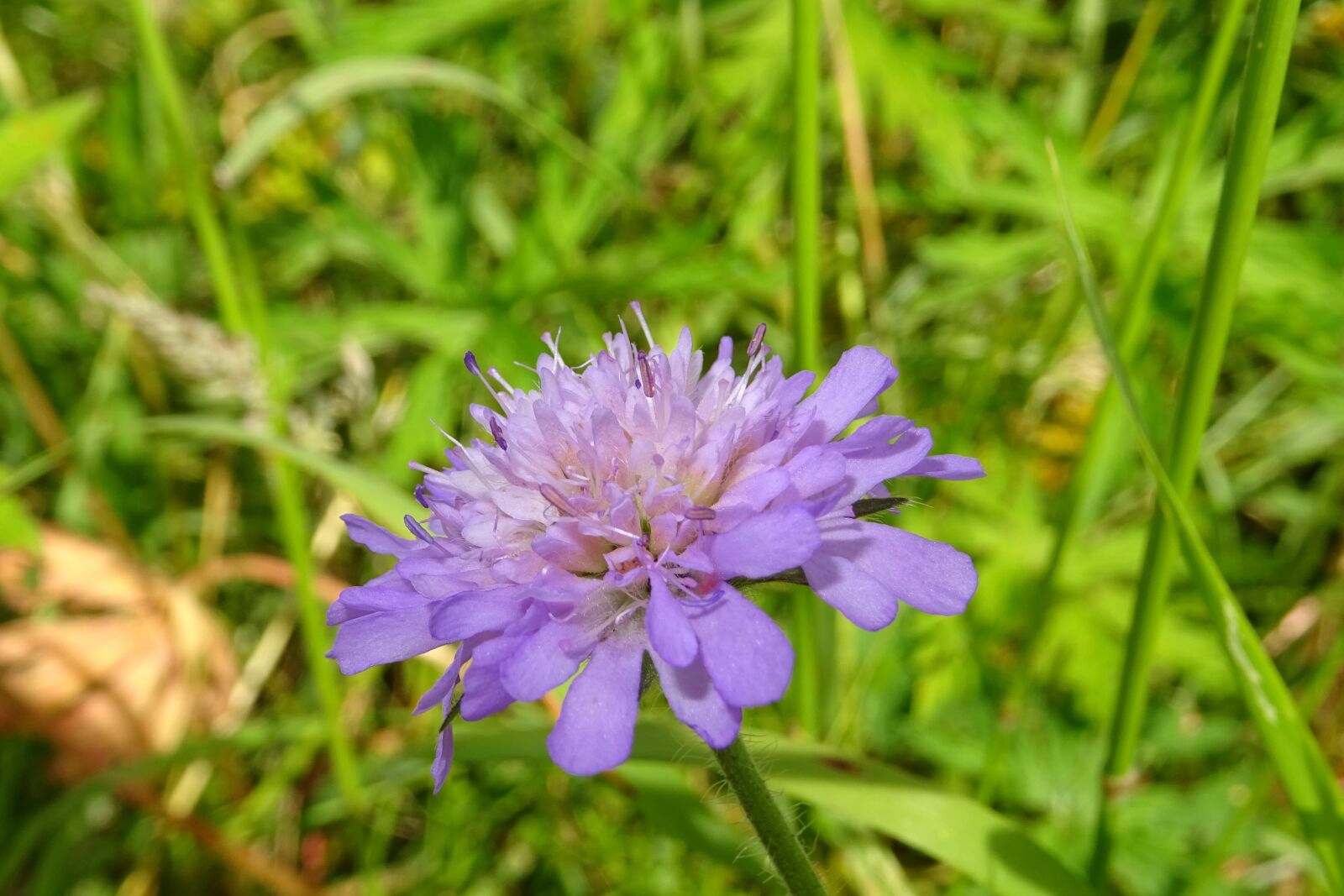 Sony DSC-HX60 sample photo. Purple, flower, macro photography