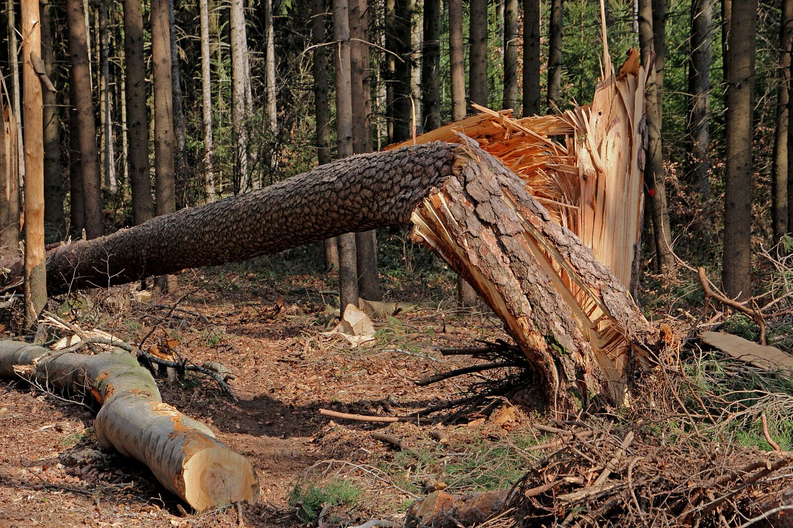 Canon EOS 60D sample photo. Tree, storm, storm damage photography