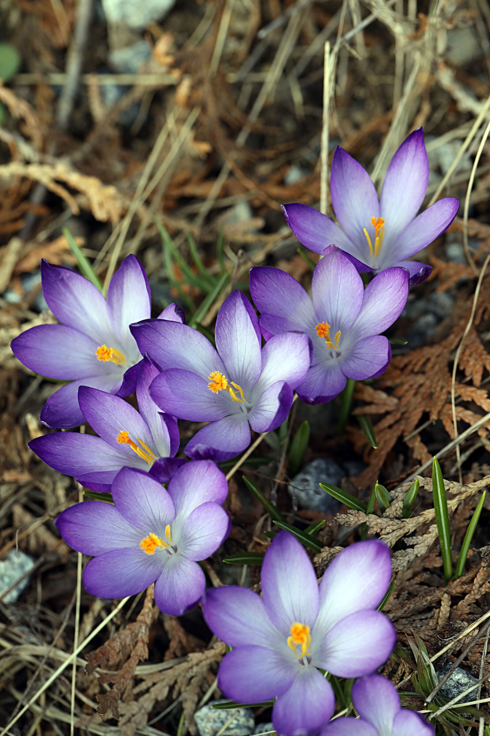 Canon EOS R sample photo. Crocus, flower, spring photography