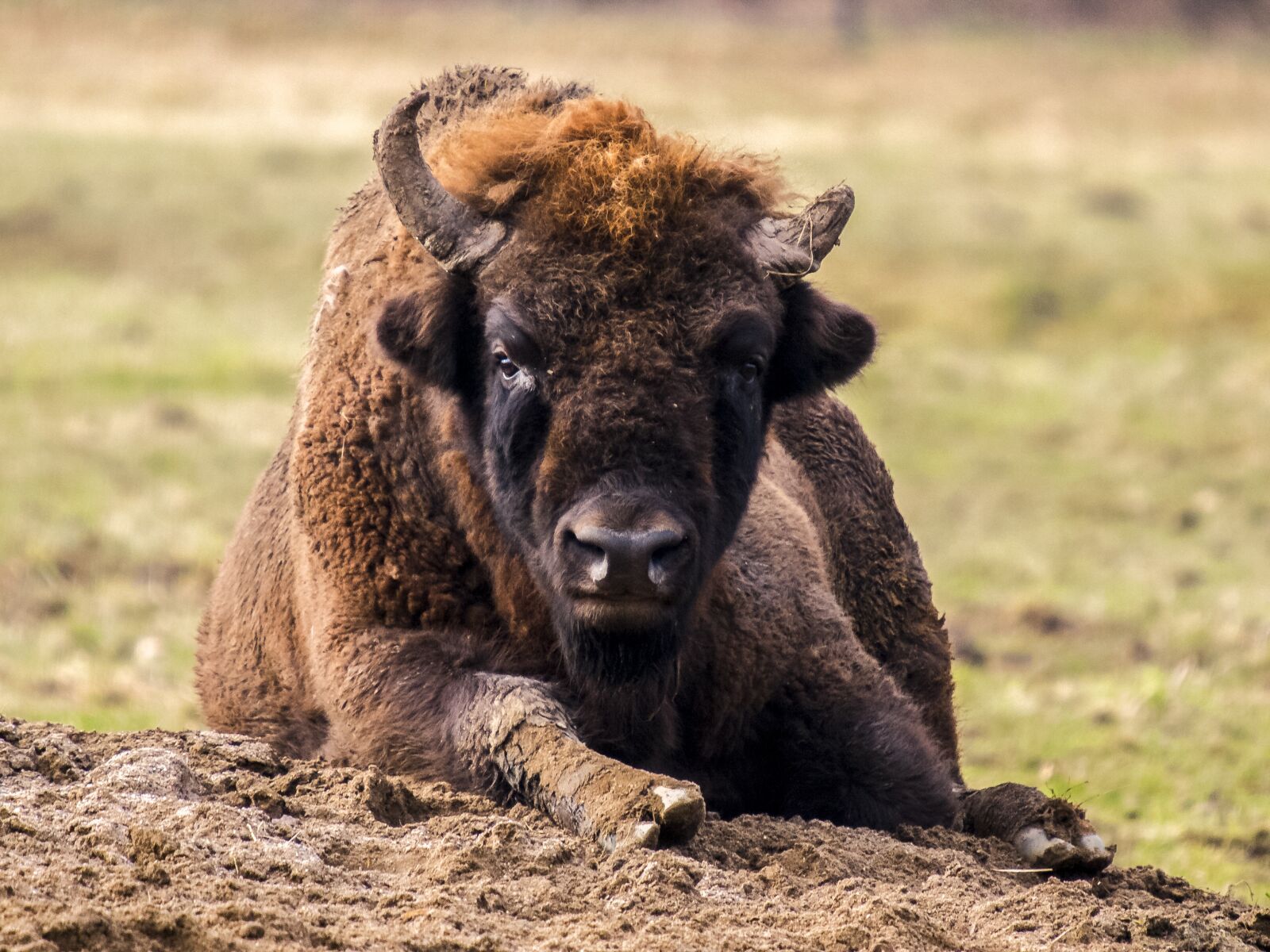 Olympus E-3 sample photo. Wisent, animal, mammal photography