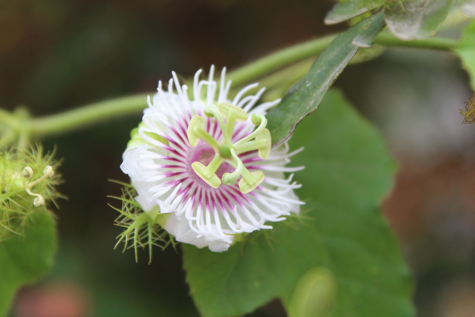 Canon EOS 700D (EOS Rebel T5i / EOS Kiss X7i) sample photo. Flower, macro photography