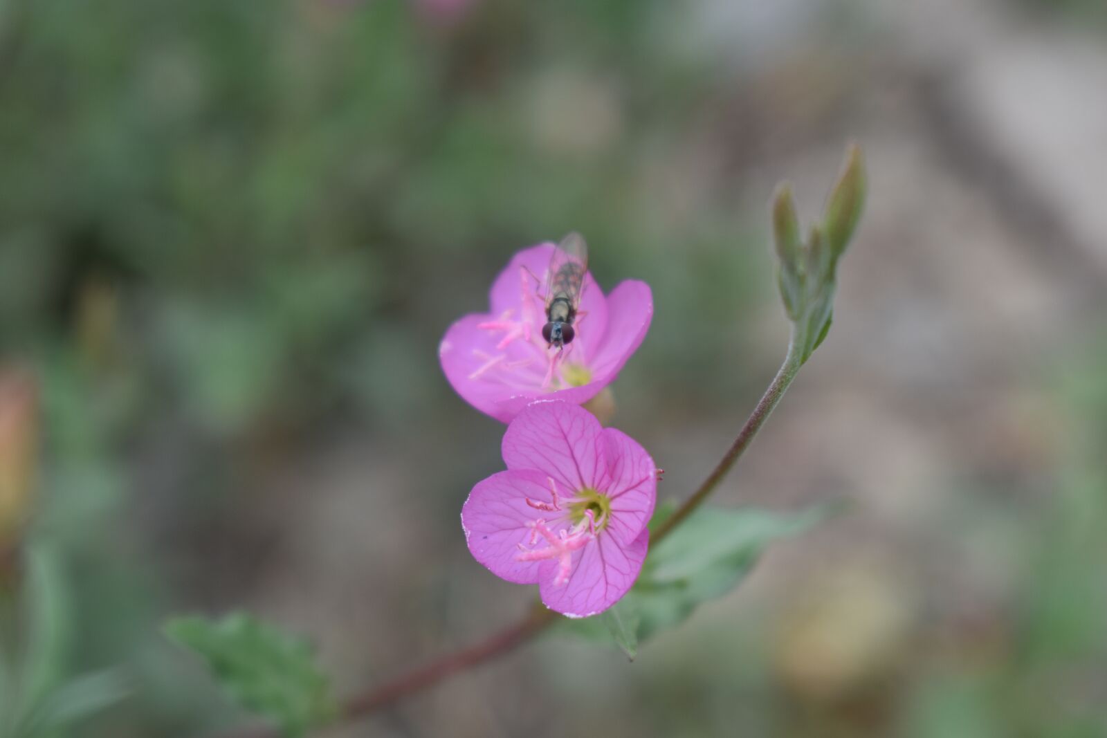 Nikon D3400 sample photo. Bee, flower, bloom photography