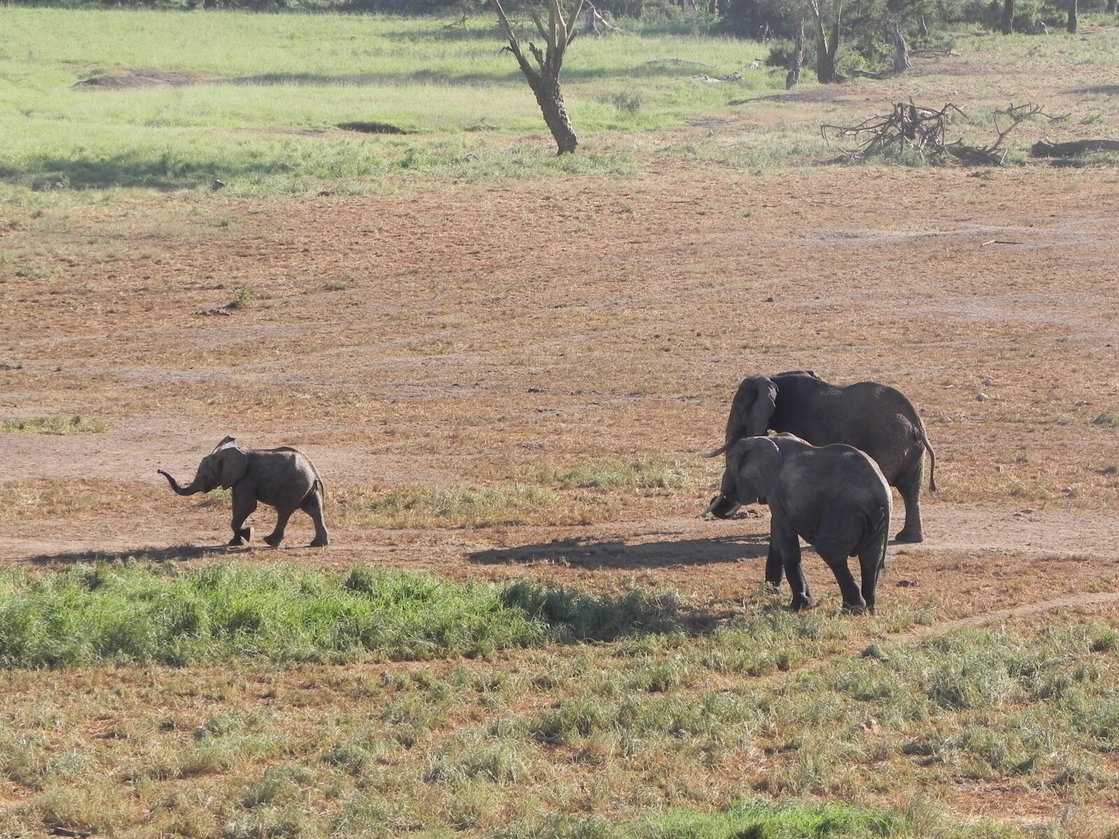 Nikon Coolpix P100 sample photo. Elephant, kenya, africa photography