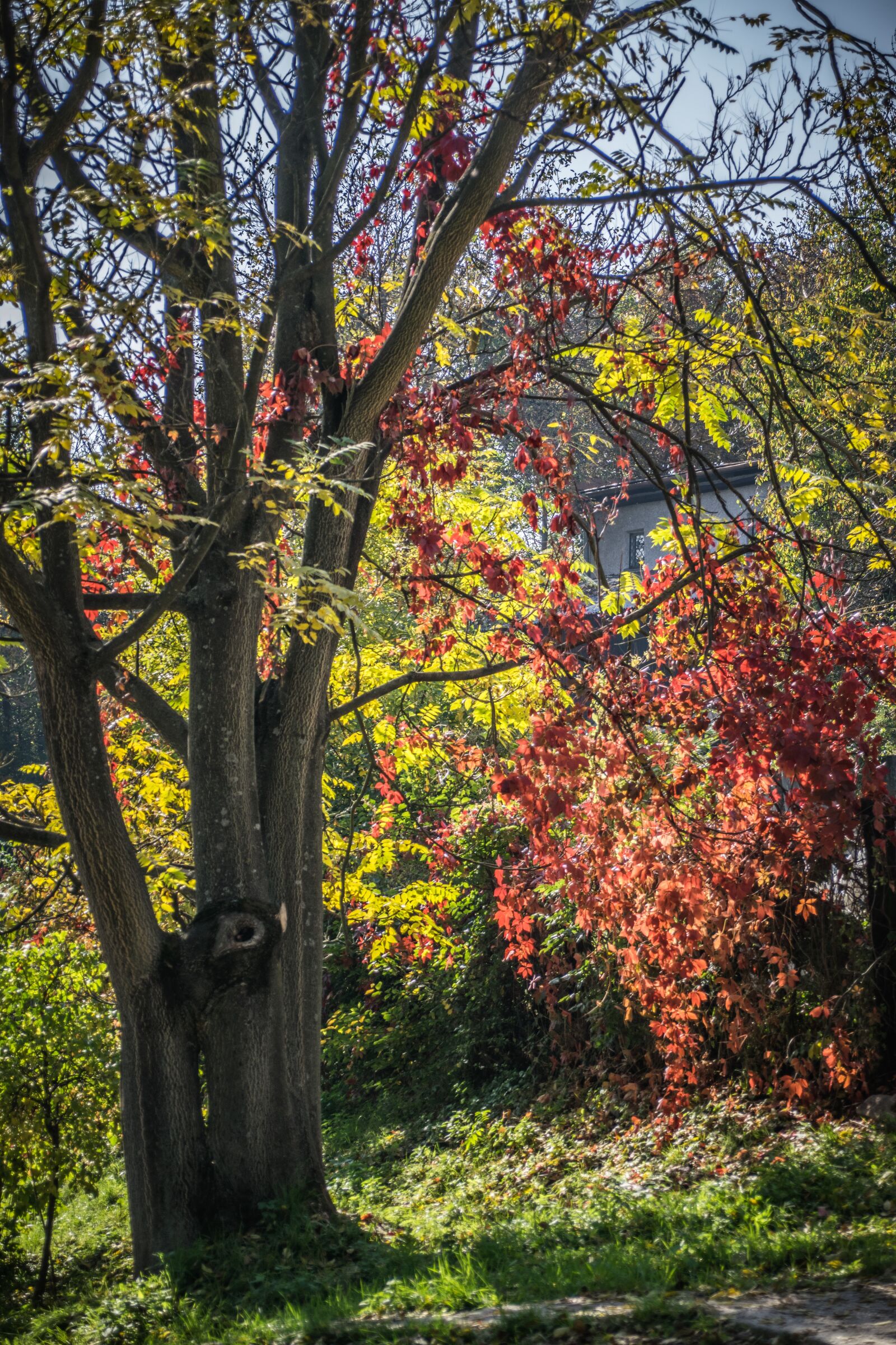 Nikon D5300 sample photo. Autumn, colors, foliage photography