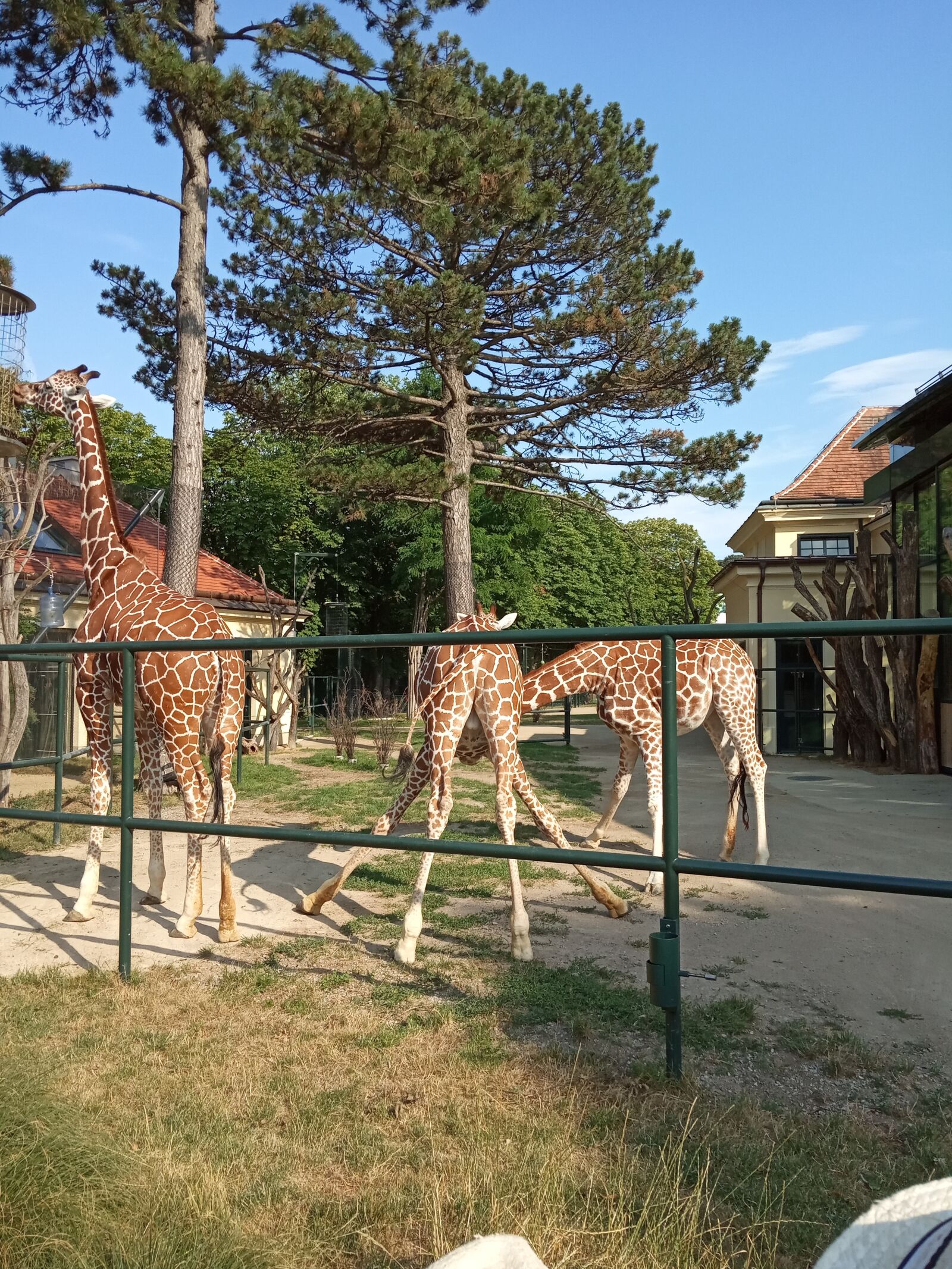 Xiaomi Redmi 6A sample photo. Giraffe, vienna, zoo photography